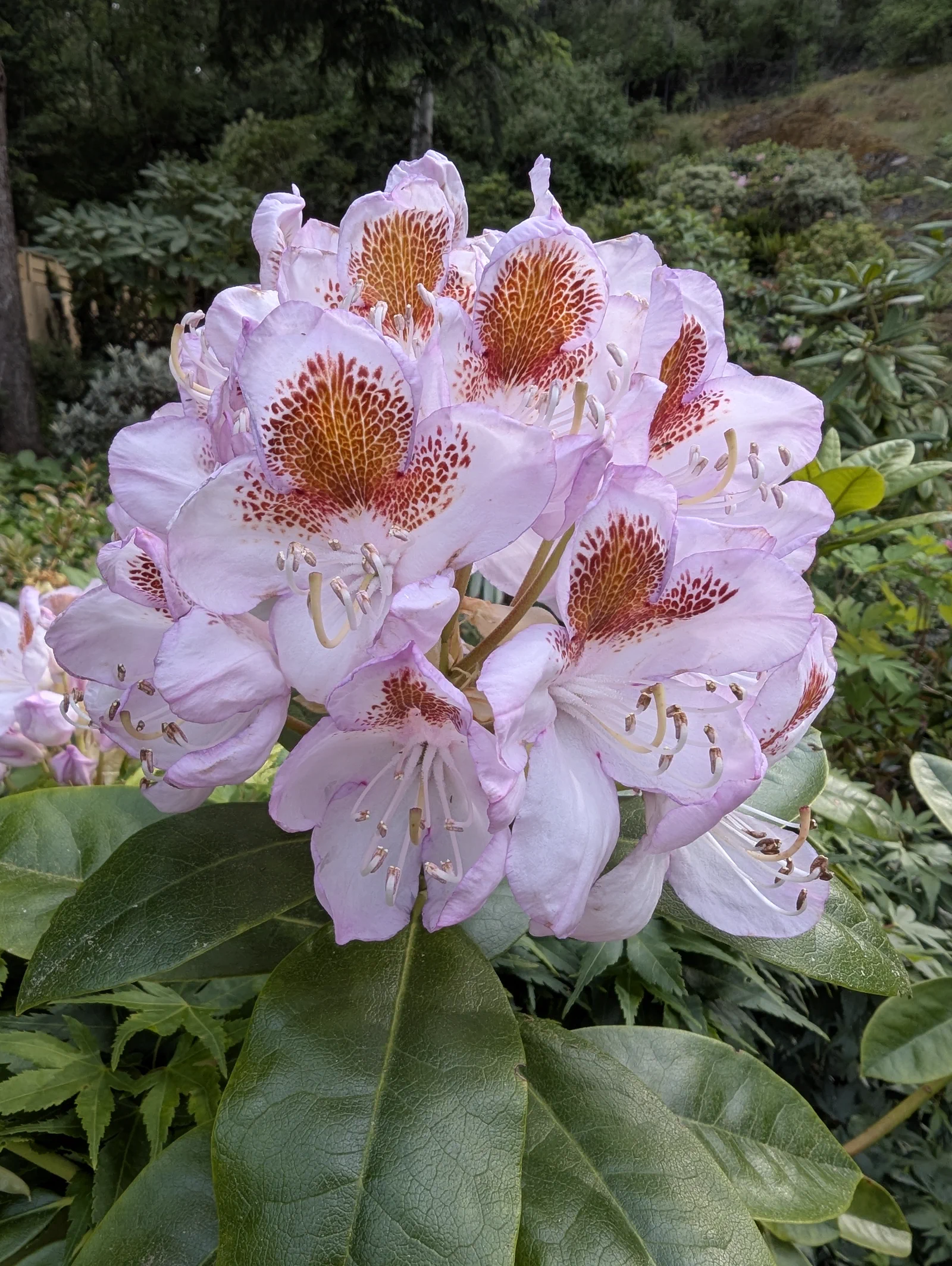 R. 'Mrs T H Lowinsky' photo of R. 'Mrs T H Lowinsky'. Truss and flower detail. Location: East Sooke, South Vancouver Island, BC, Canada. Photo by: John Verwolf