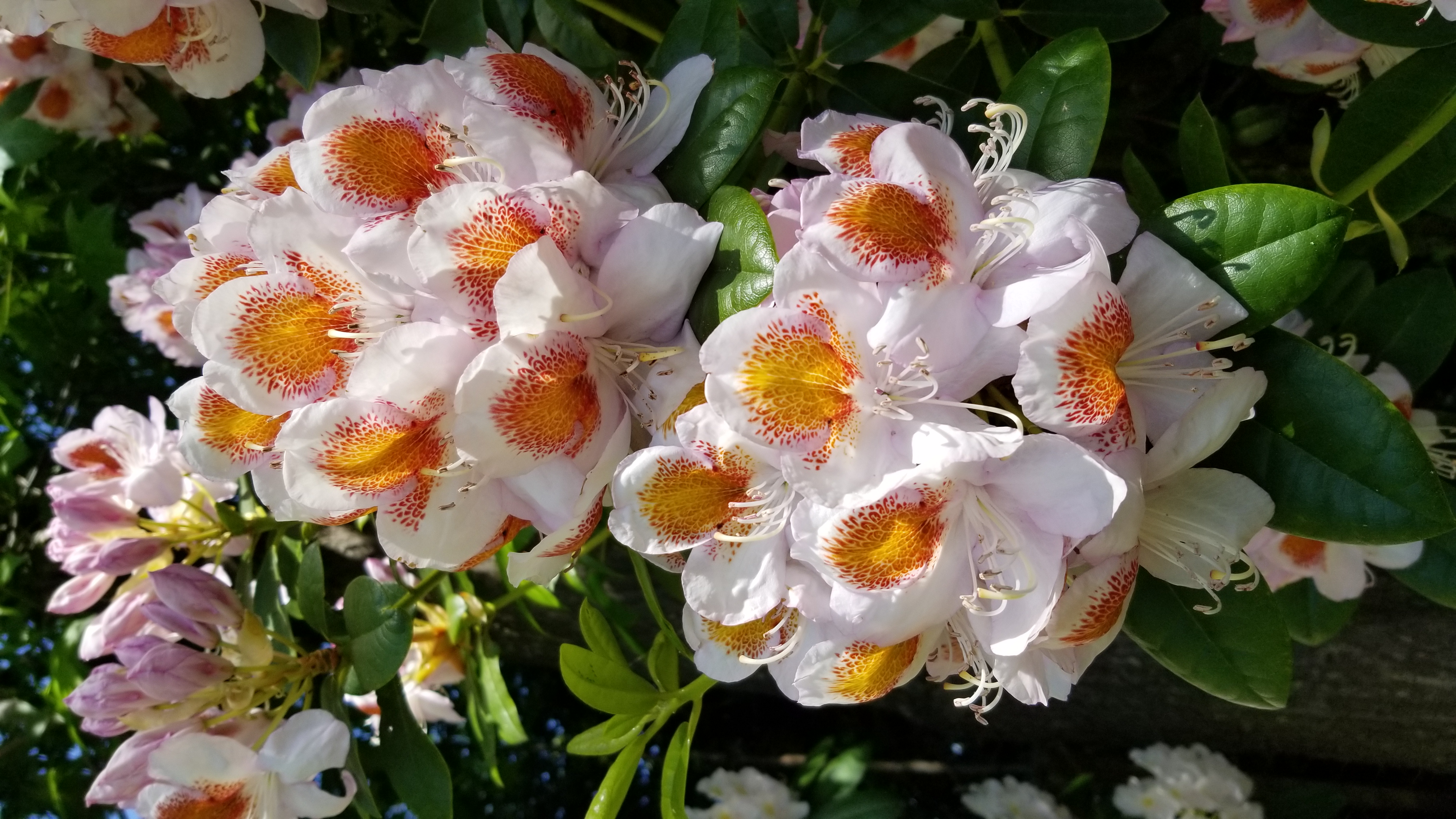 Rhododendron Mrs T H Lowinsky photo