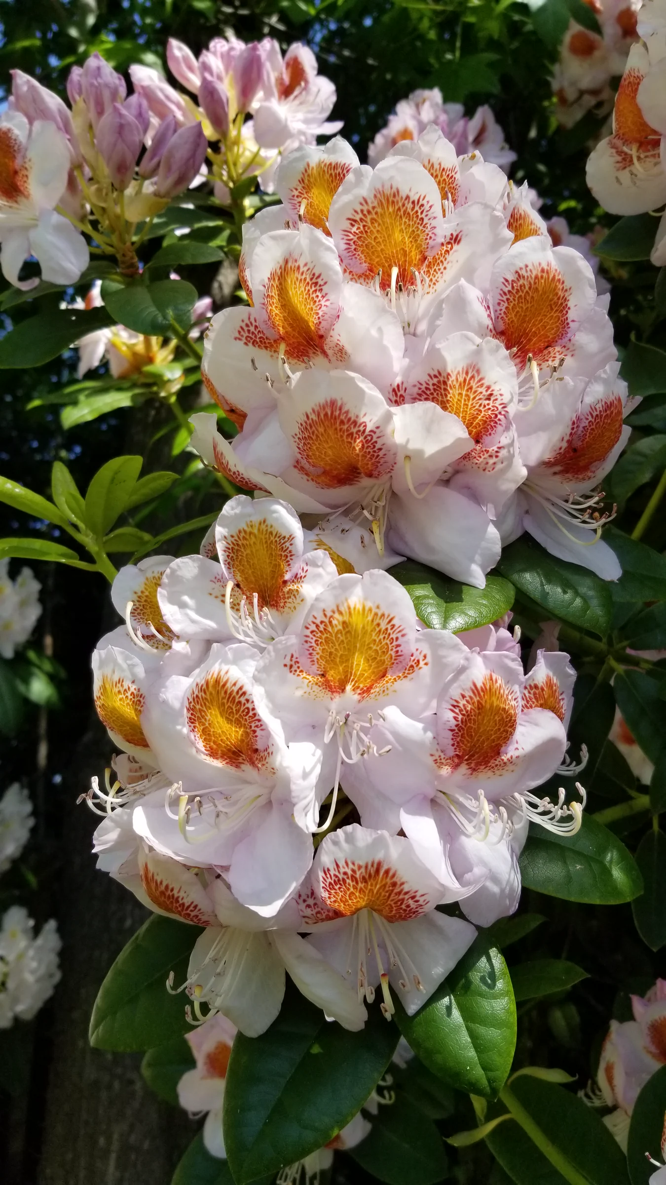 R. 'Mrs T H Lowinsky' photo of R. 'Mrs T H Lowinsky'. R. 'Mrs T H Lowinsky' flowers.. Location: Private Garden, Normandy Park, WA, USA. Photo by: Thatrhodylady