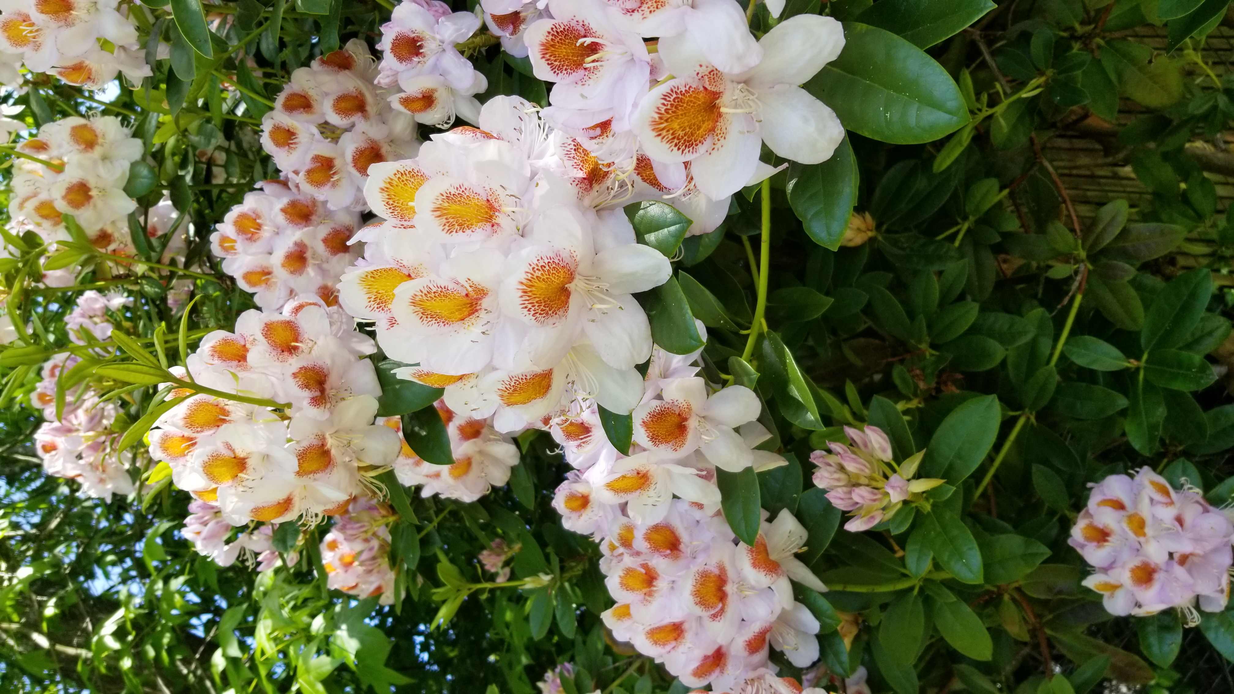 Rhododendron Mrs T H Lowinsky photo