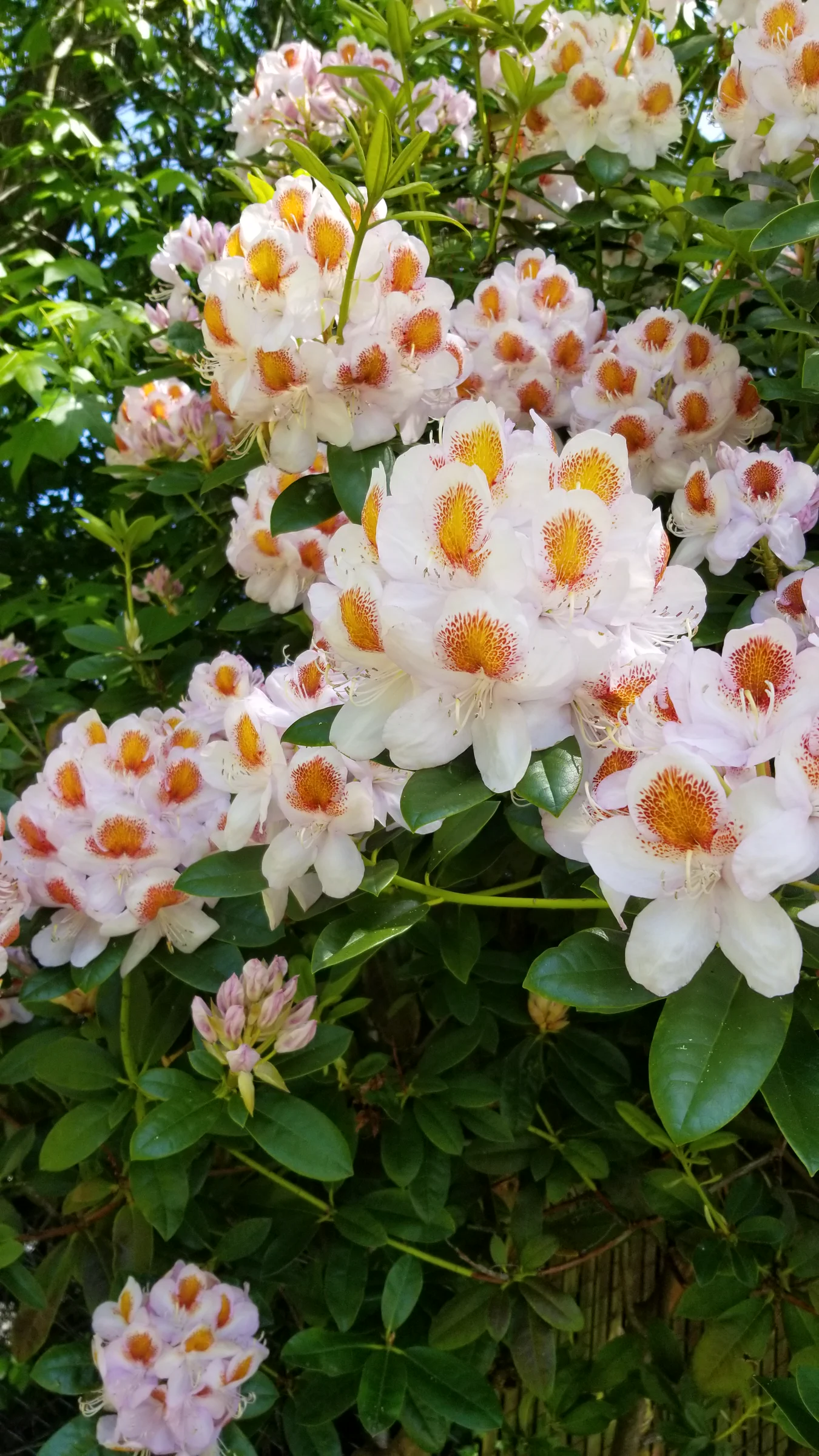 R. 'Mrs T H Lowinsky' photo of R. 'Mrs T H Lowinsky'. R. 'Mrs T H Lowinsky' flowers and new growth.. Location: Private Garden, Normandy Park, WA, USA. Photo by: Thatrhodylady