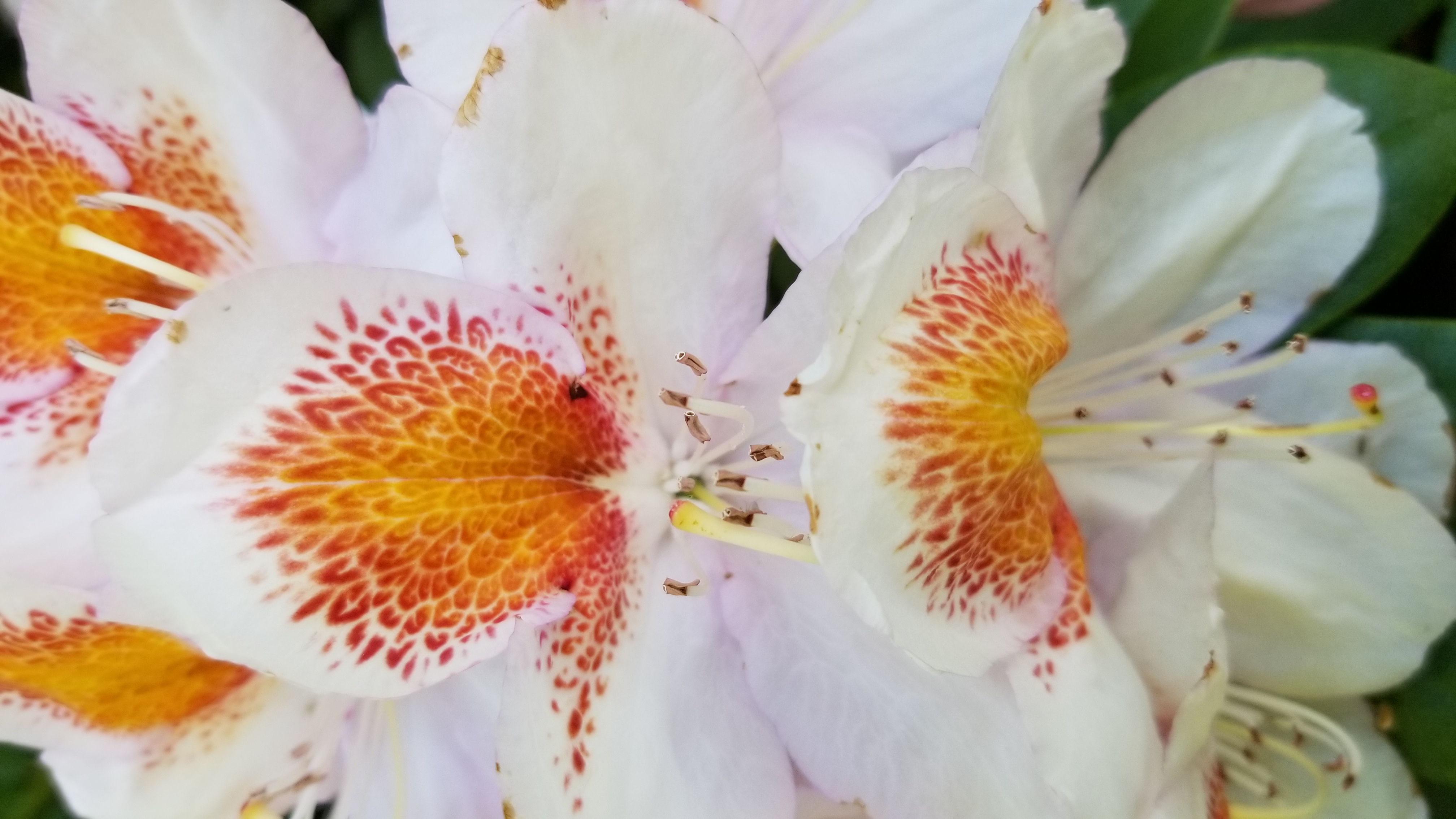 Rhododendron Mrs T H Lowinsky photo