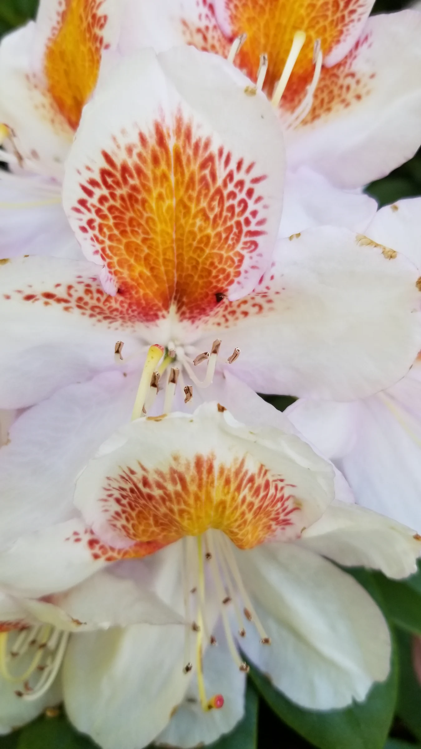 R. 'Mrs T H Lowinsky' photo of R. 'Mrs T H Lowinsky'. R. 'Mrs T H Lowinsky' flowers extreme closeup on stamen, stigma, and blotch.. Location: Private Garden, Normandy Park, WA, USA. Photo by: Thatrhodylady