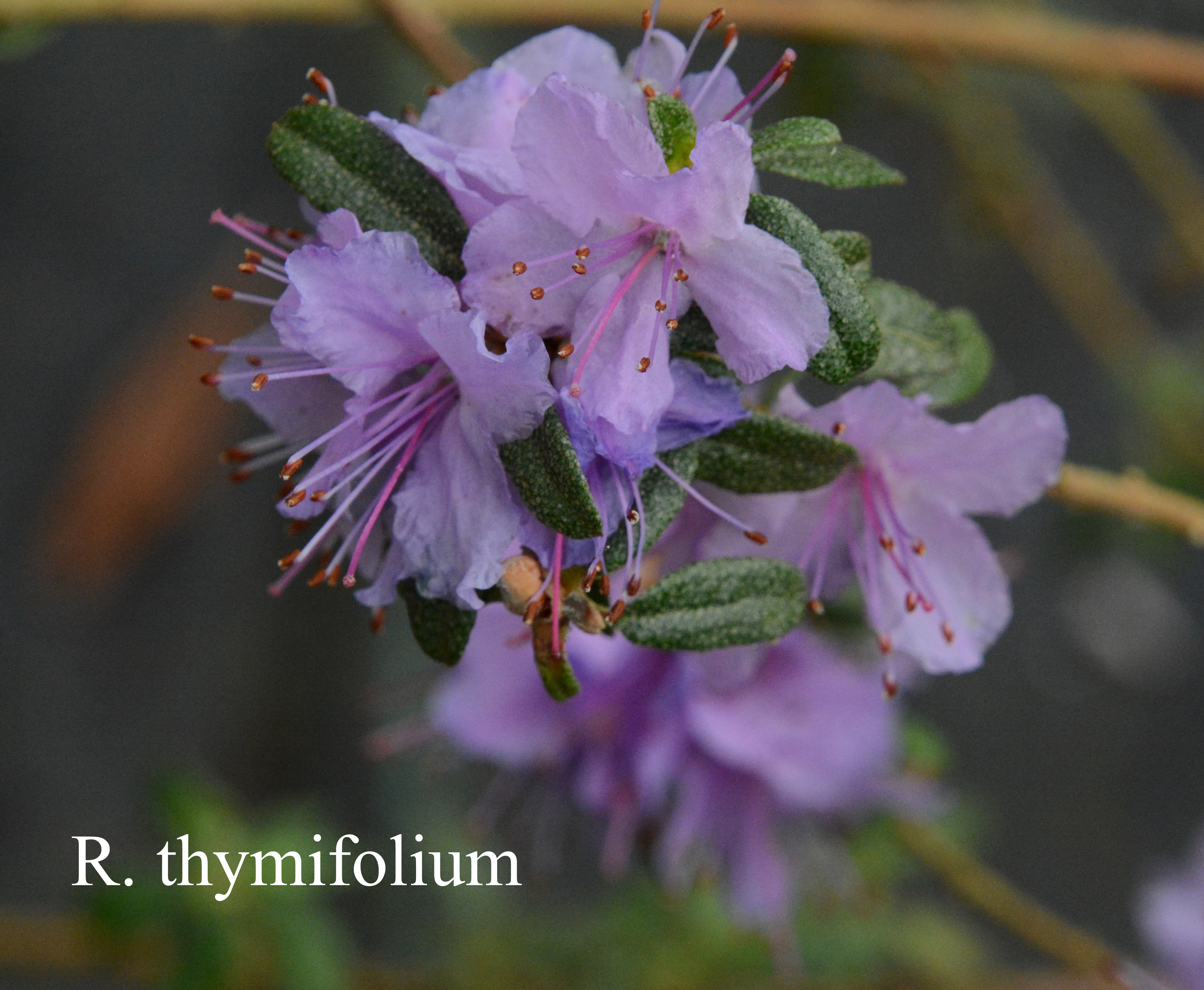Rhododendron thymifolium photo