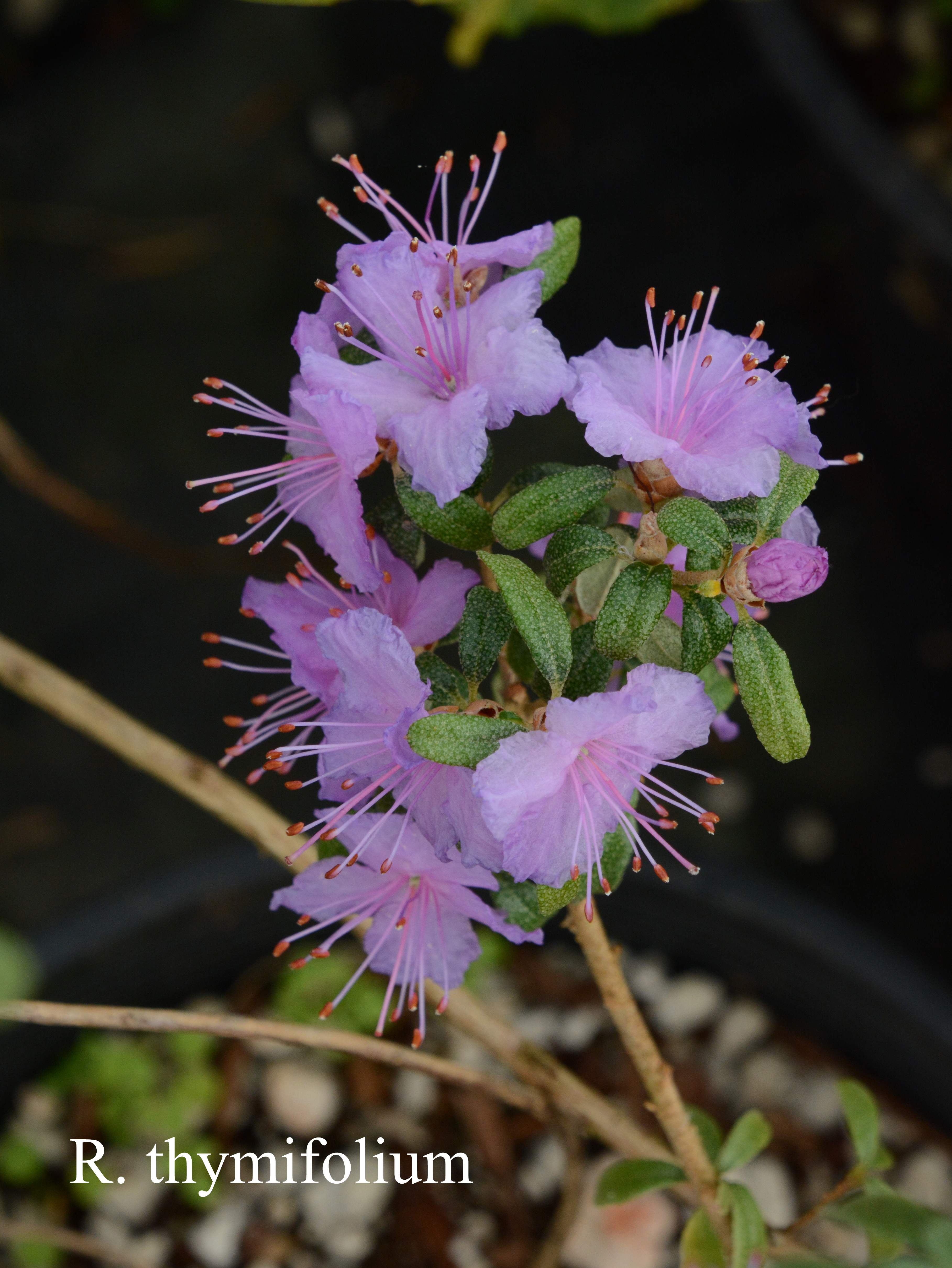 Rhododendron thymifolium photo