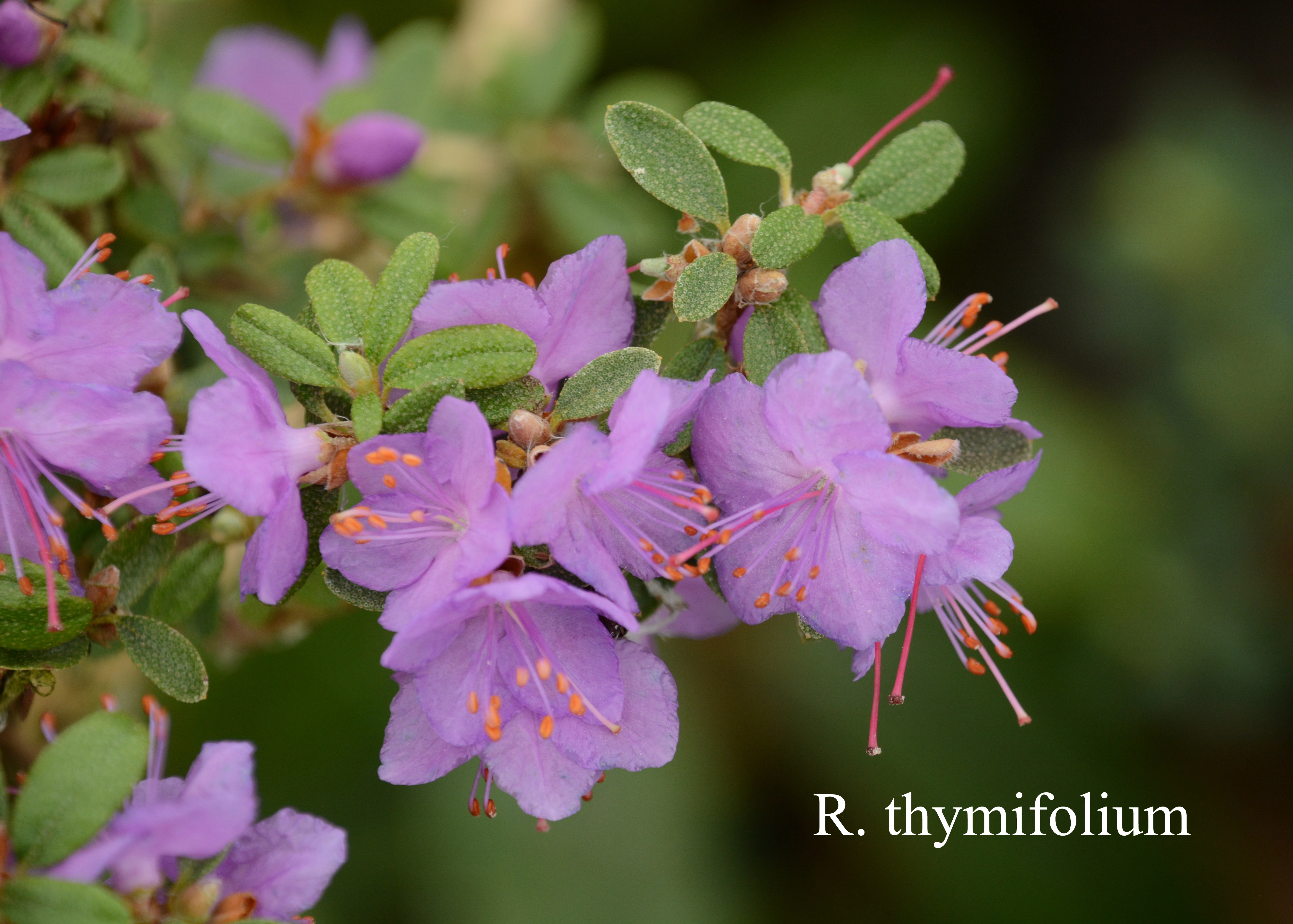 Rhododendron thymifolium photo