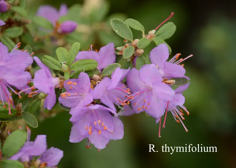 Photo of R. thymifolium, Species