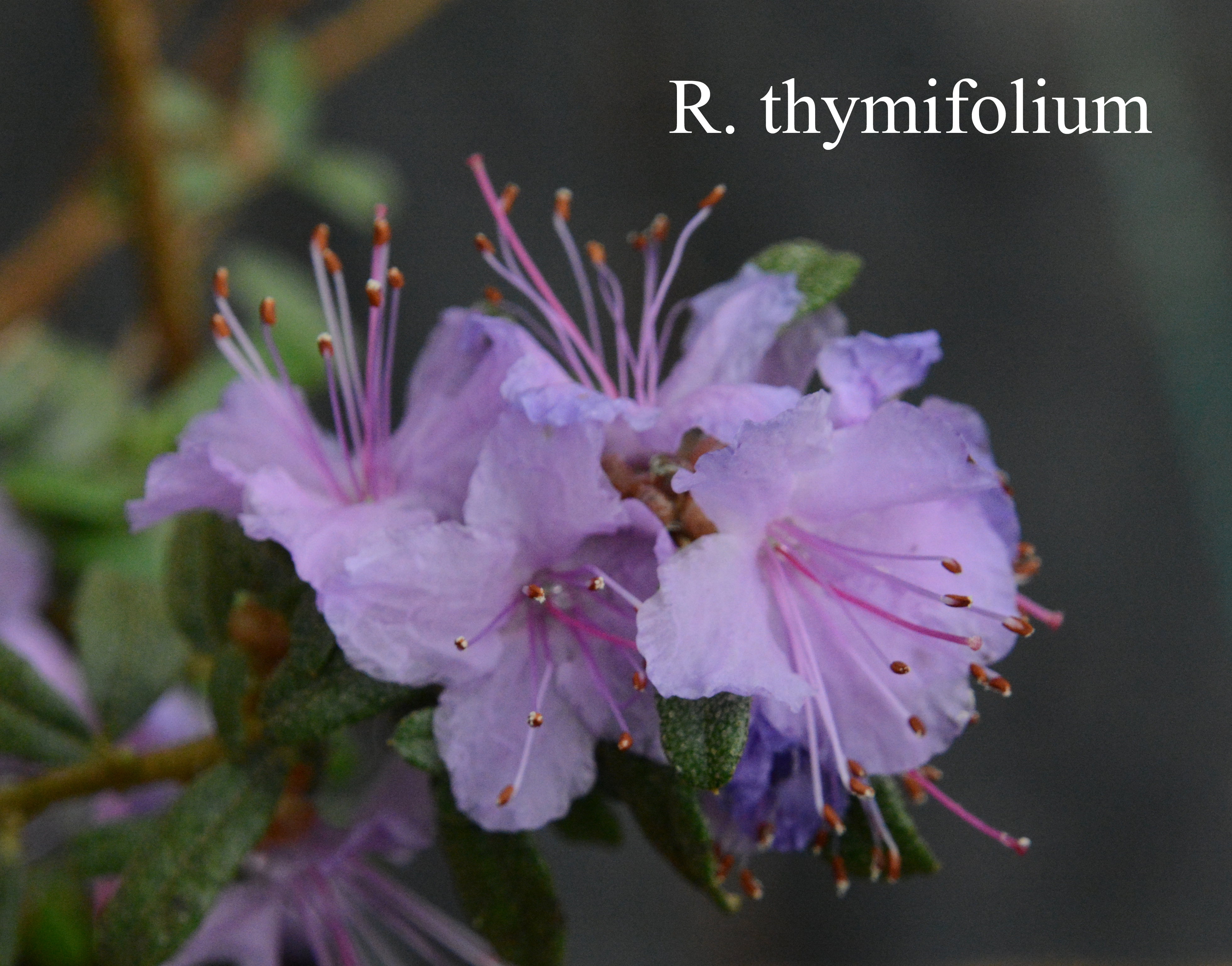 Rhododendron thymifolium photo