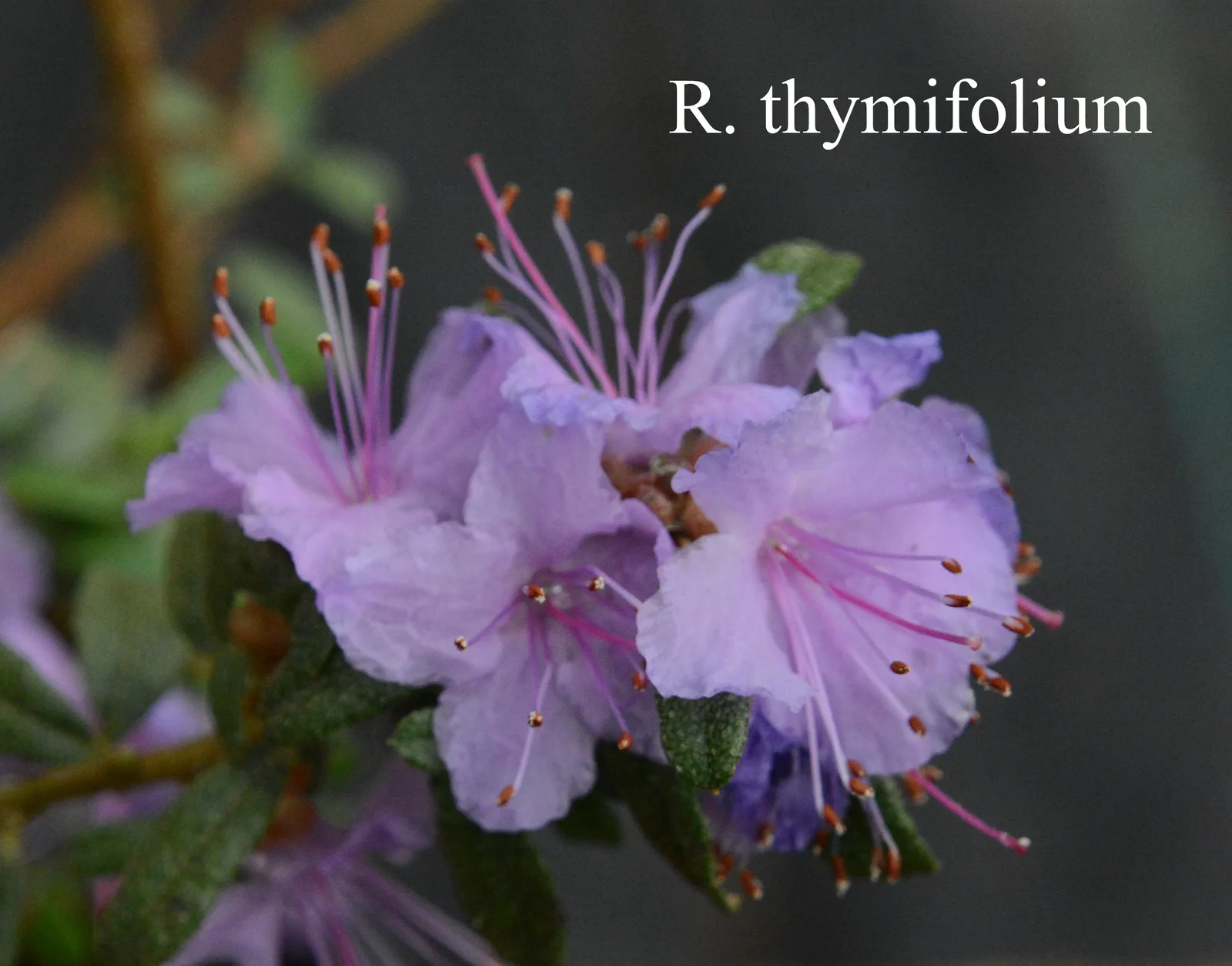 R. thymifolium photo of R. thymifolium. ARS-13-669. Location: Fearing's Farm Nursery, Abbotsford, BC, Canada. Photo by: Harold Fearing