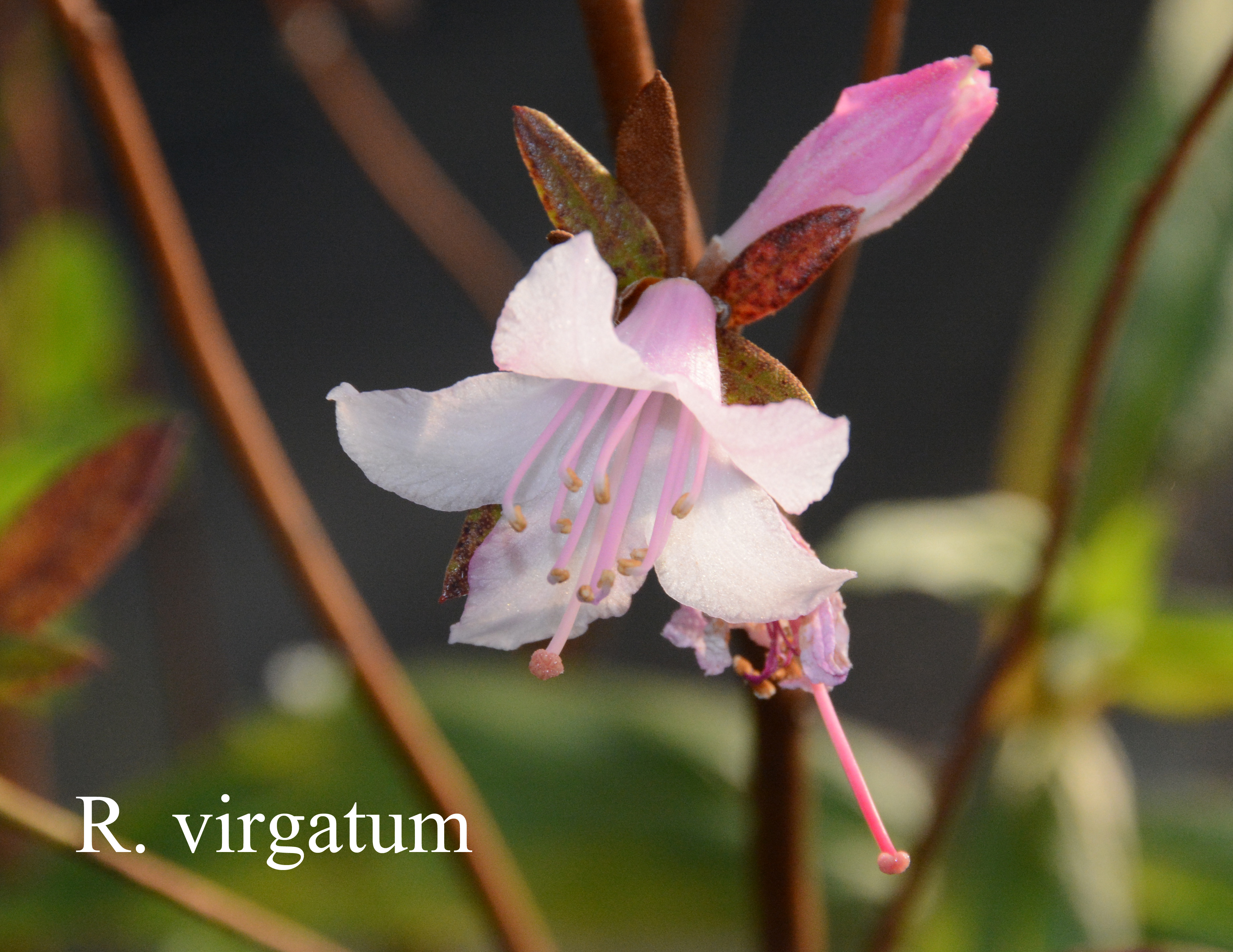 Rhododendron virgatum ssp virgatum photo
