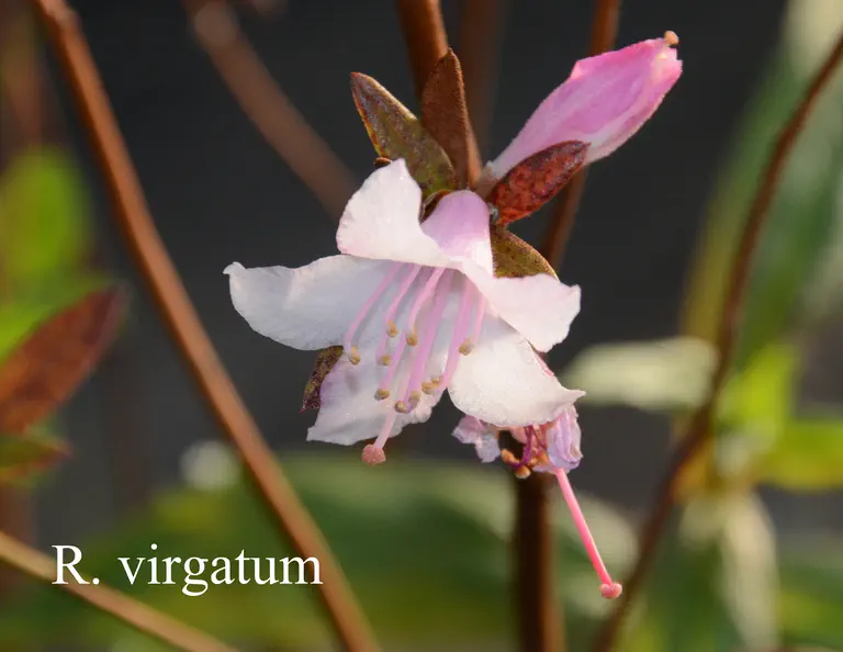 Photo of R. virgatum ssp virgatum, Species