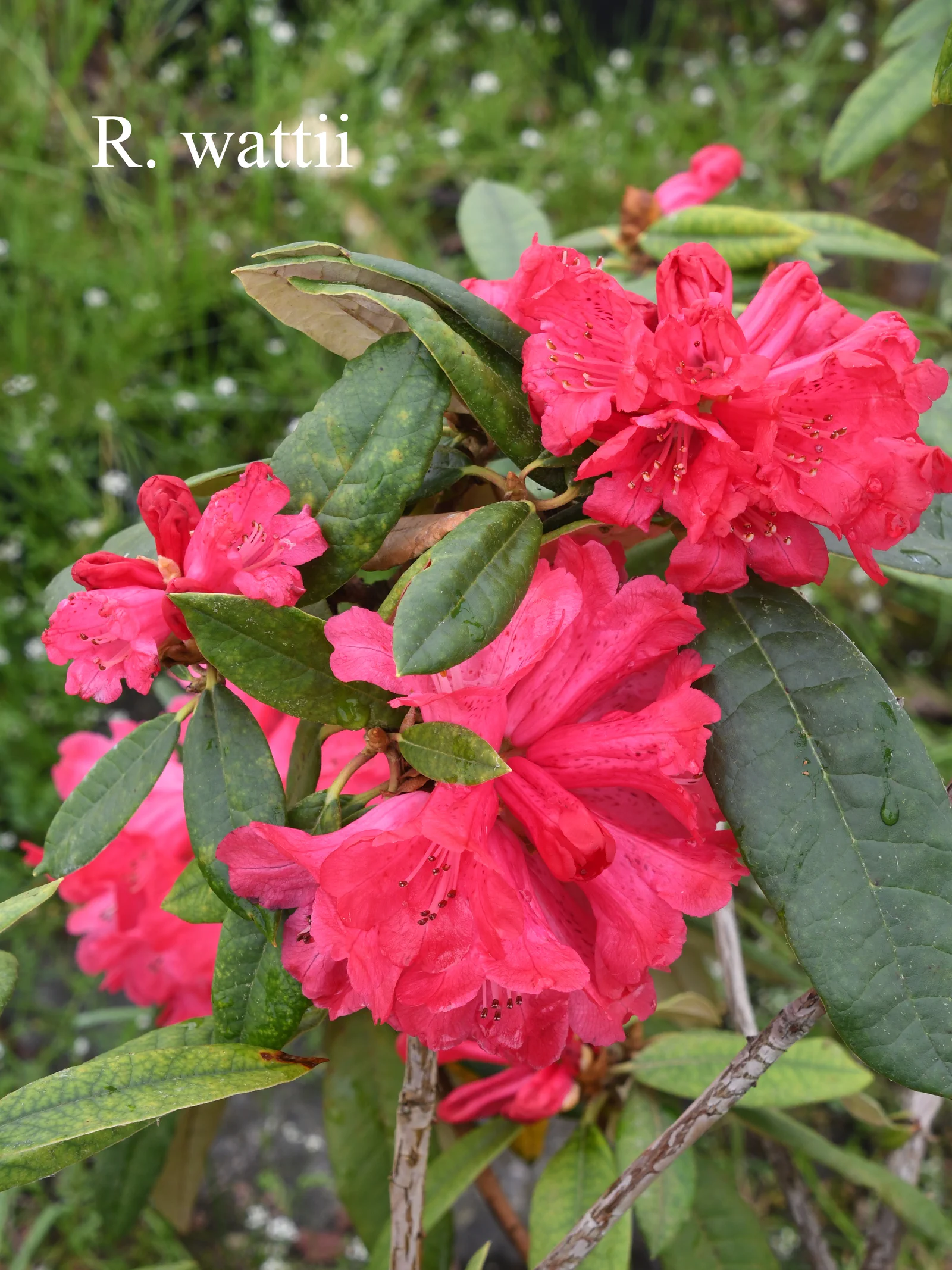 R. wattii photo of R. x wattii. Location: Fearing's Farm Nursery, Abbotsford, BC, Canada. Photo by: Harold Fearing