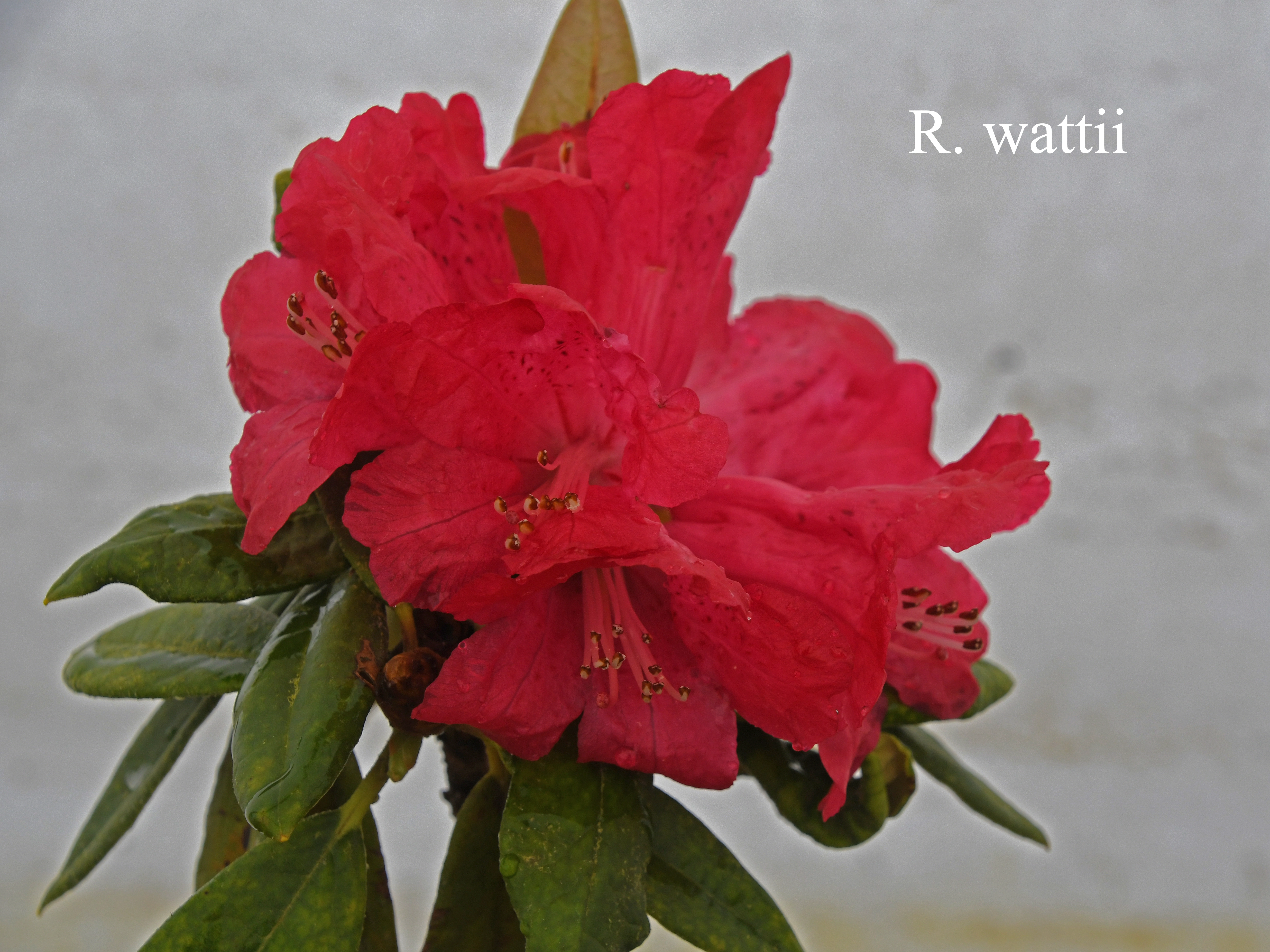 Rhododendron x wattii photo