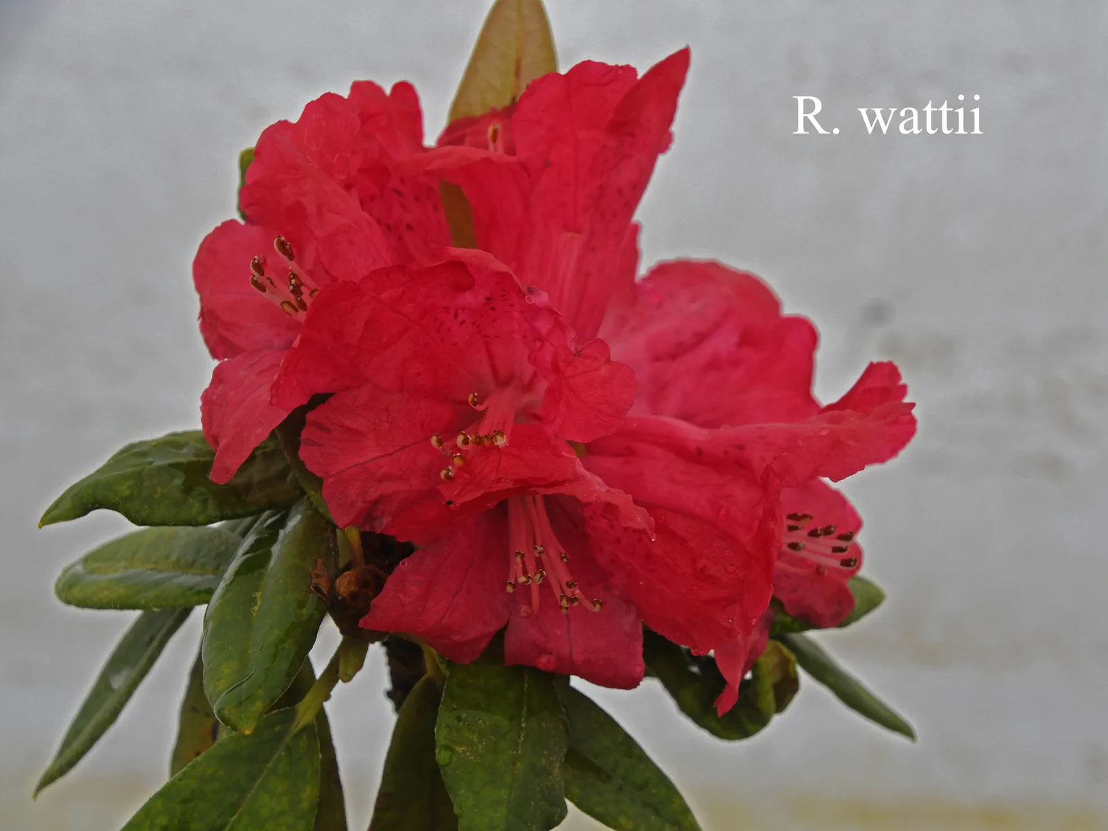 R. wattii photo of R. x wattii. Location: Fearing's Farm Nursery, Abbotsford, BC, Canada. Photo by: Harold Fearing