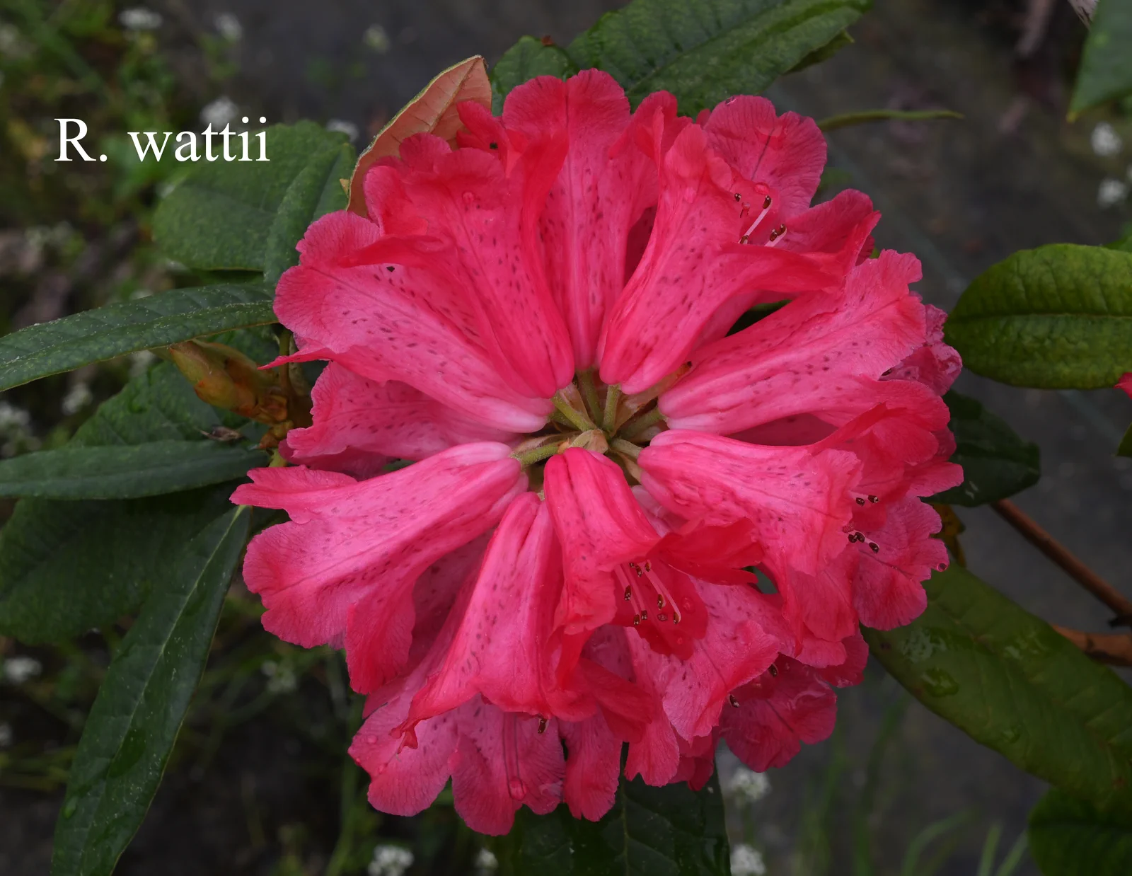 R. wattii photo of R. x wattii. Location: Fearing's Farm Nursery, Abbotsford, BC, Canada. Photo by: Harold Fearing
