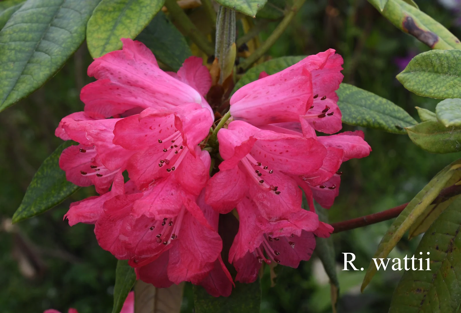 R. wattii photo of R. x wattii. Location: Fearing's Farm Nursery, Abbotsford, BC, Canada. Photo by: Harold Fearing