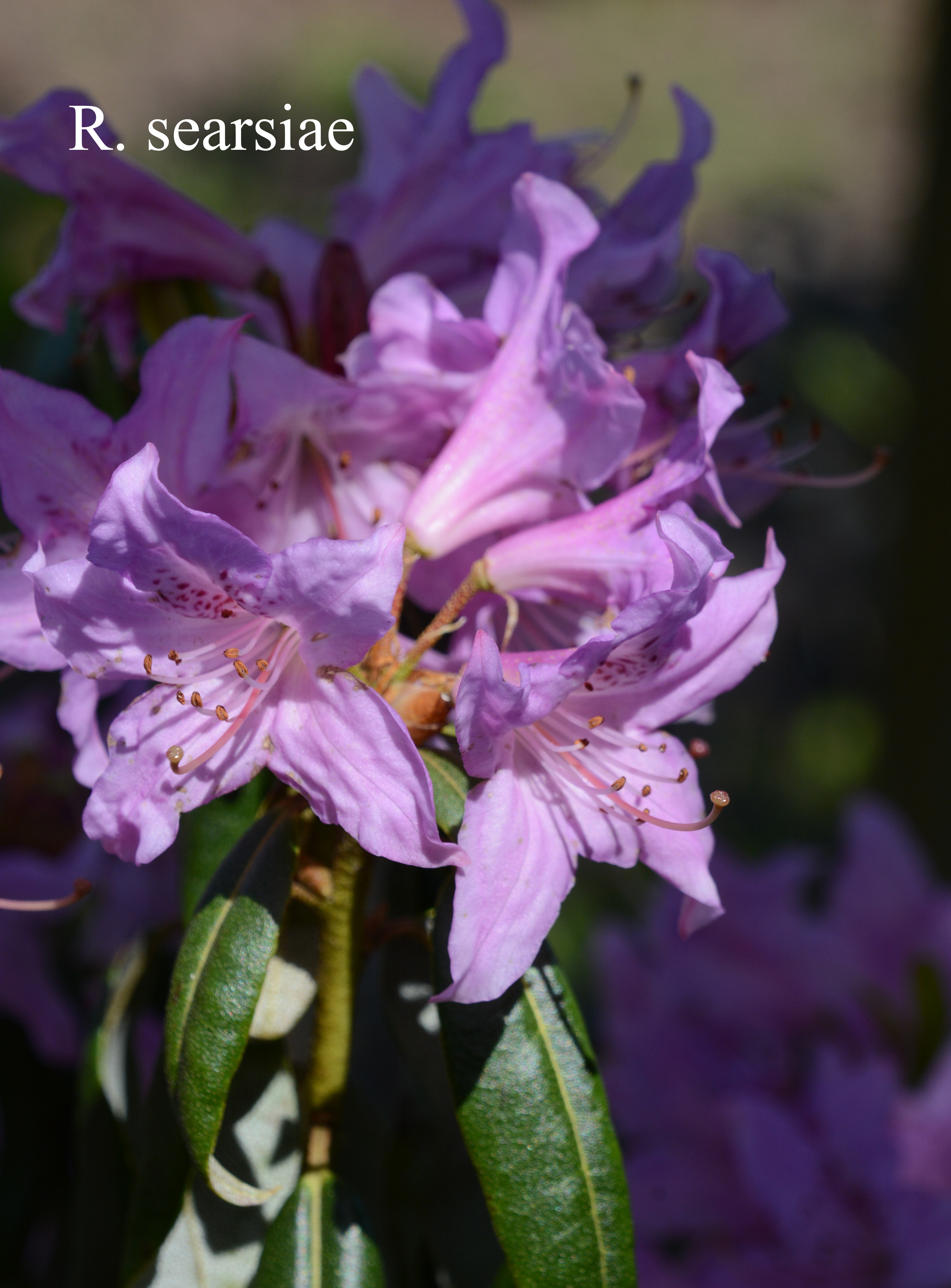 Rhododendron searsiae photo