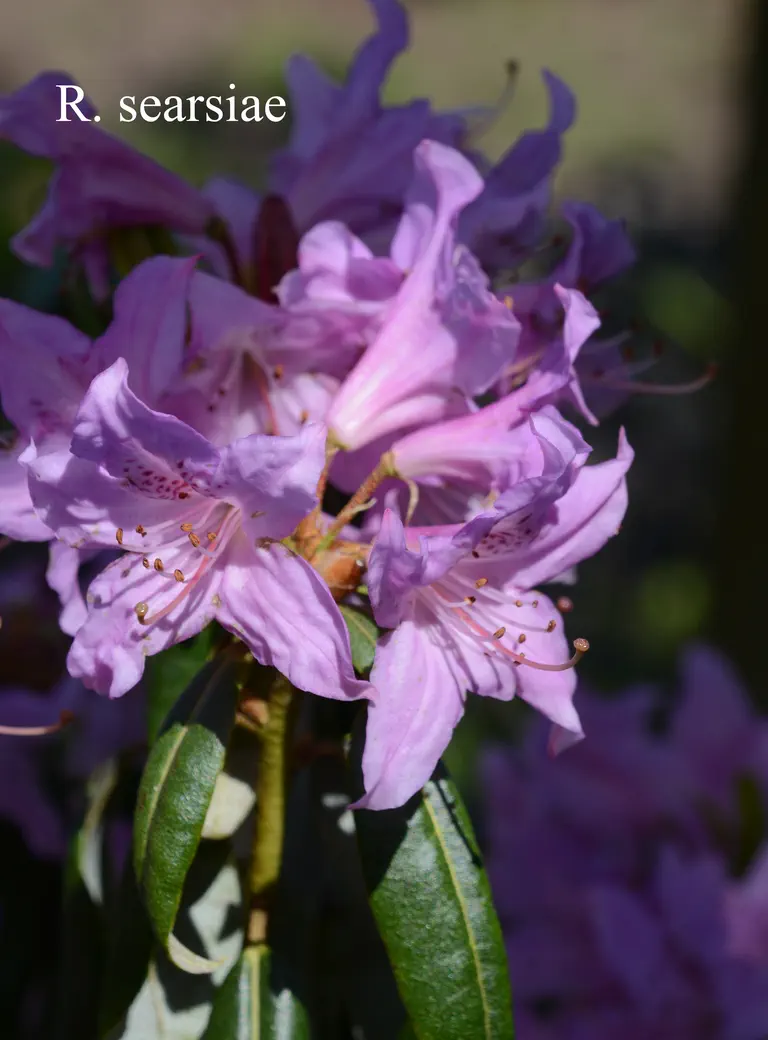 Photo of R. searsiae, Species