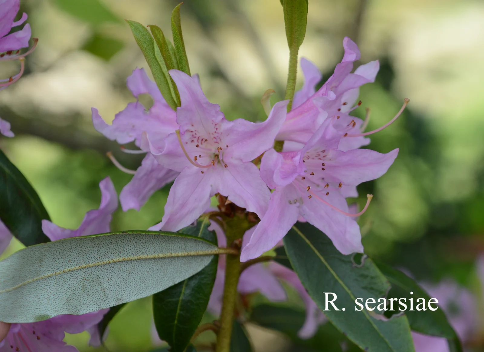 R. searsiae photo of R. searsiae. Location: Fearing's Farm Nursery, Abbotsford, BC, Canada. Photo by: Harold Fearing