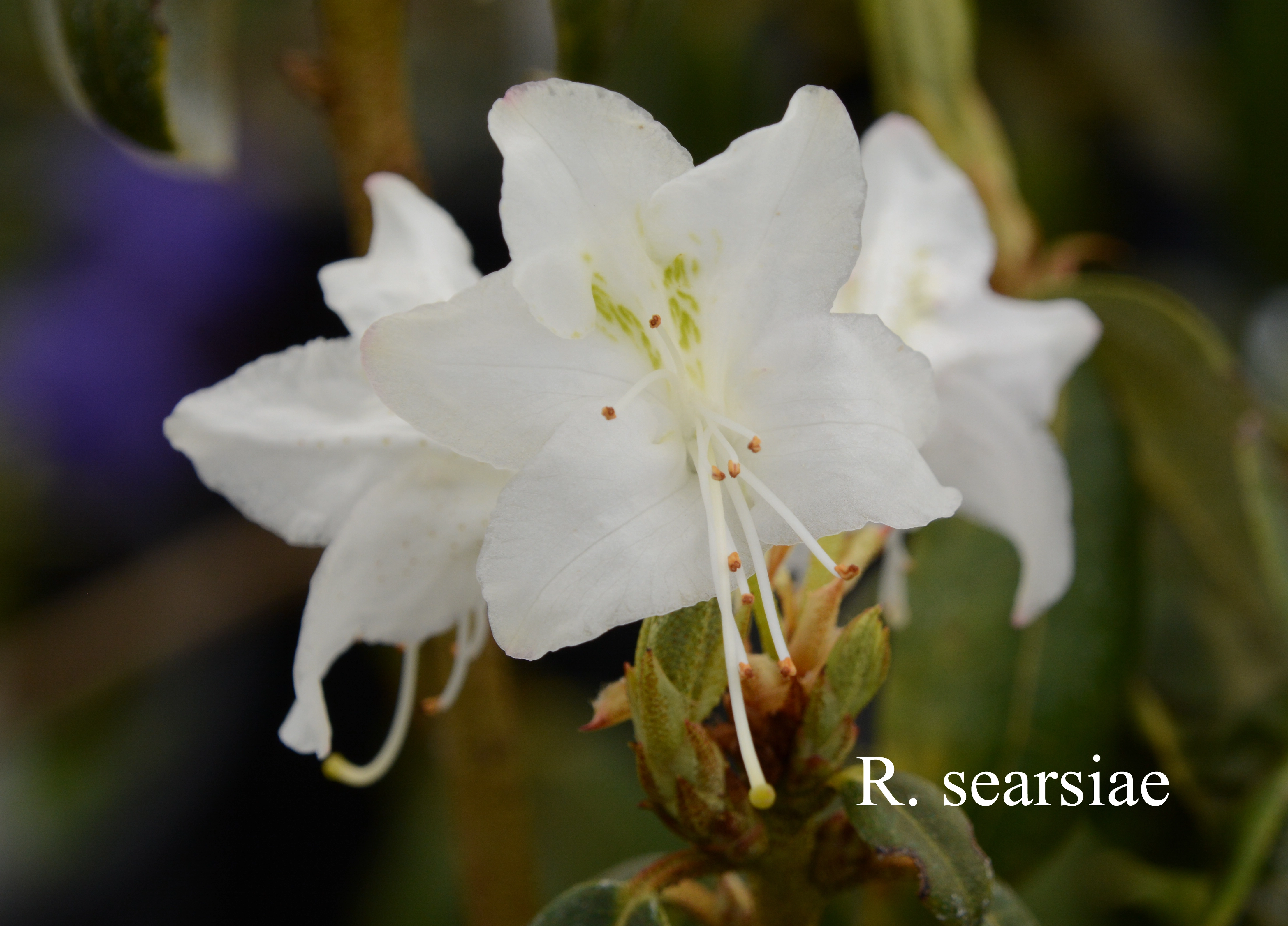 Rhododendron searsiae photo