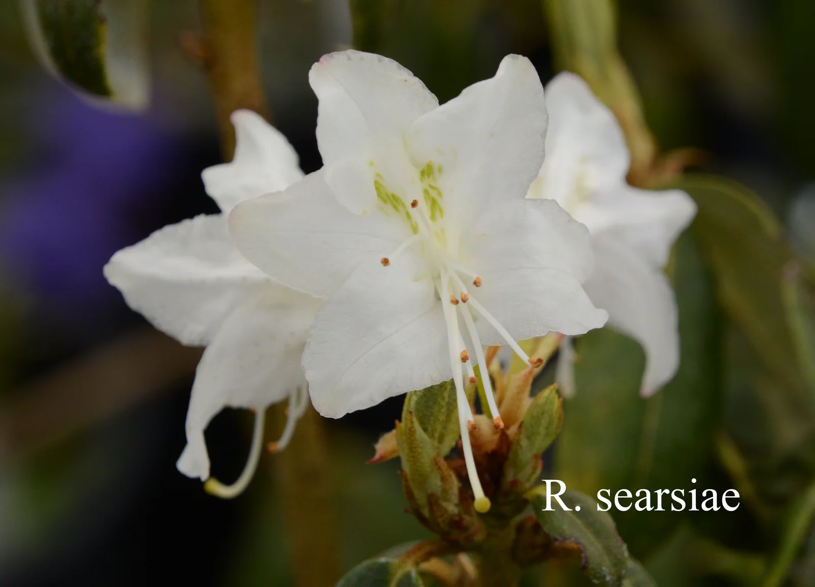R. searsiae photo of R. searsiae. Location: Fearing's Farm Nursery, Abbotsford, BC, Canada. Photo by: Harold Fearing
