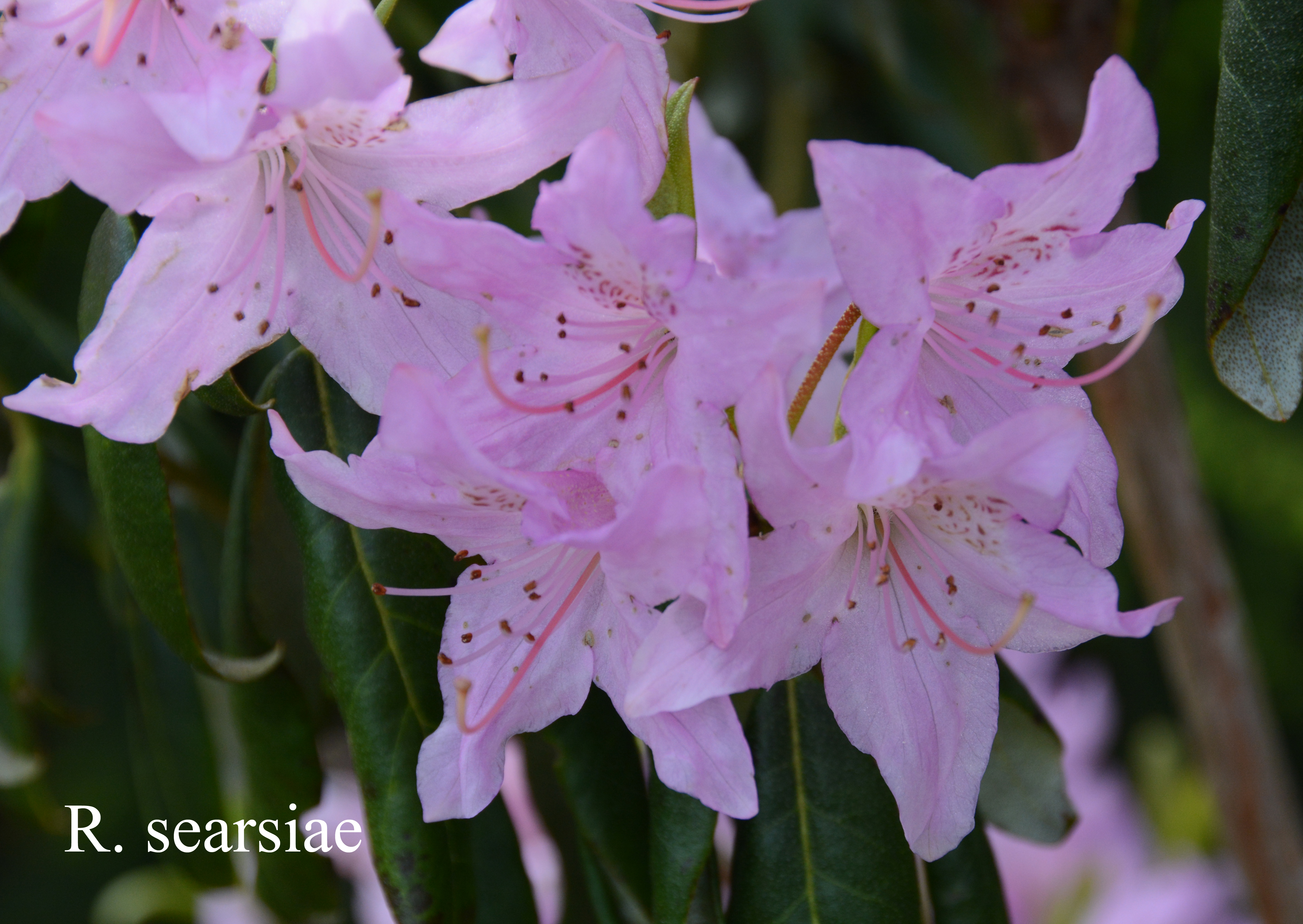 Rhododendron searsiae photo