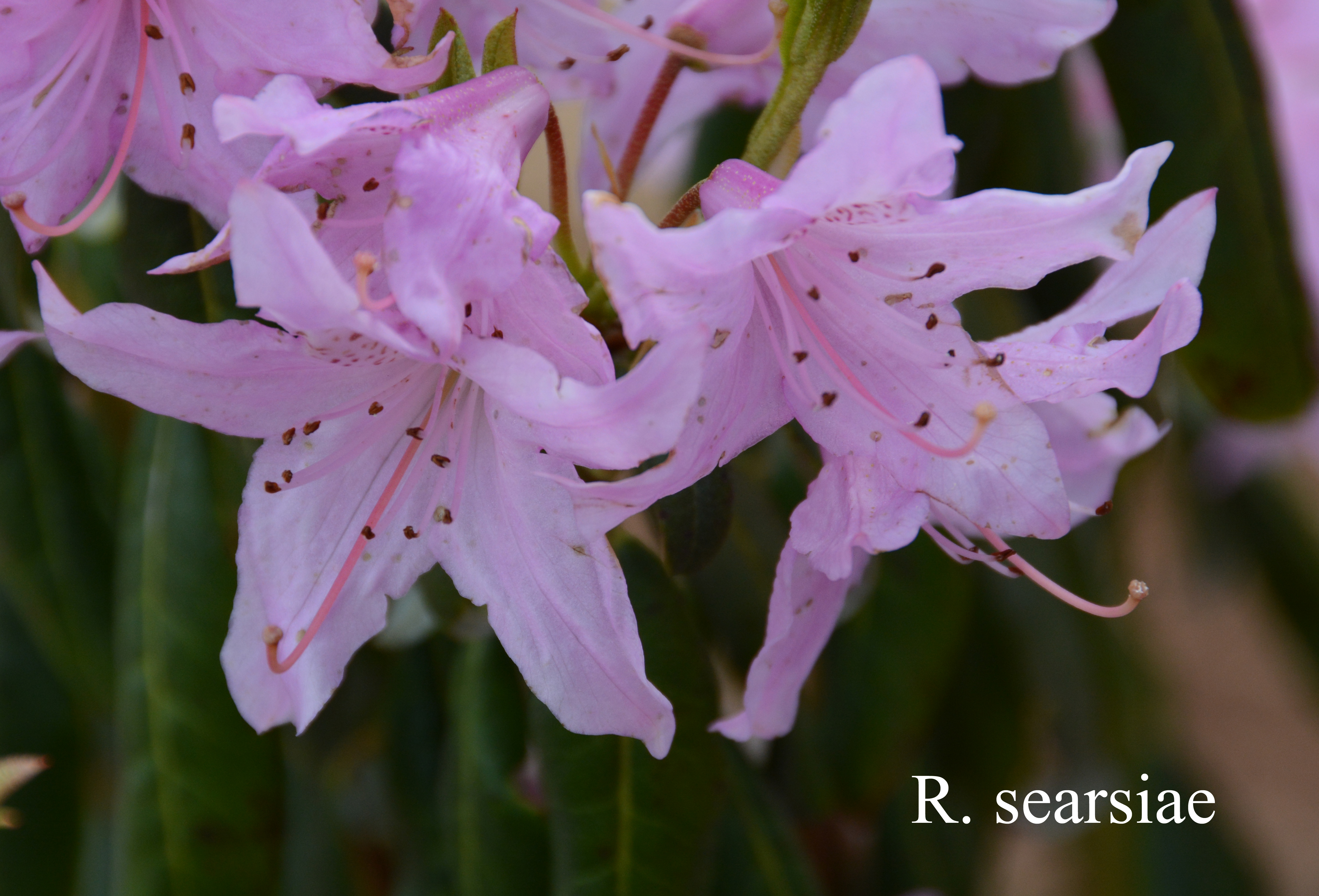 Rhododendron searsiae photo