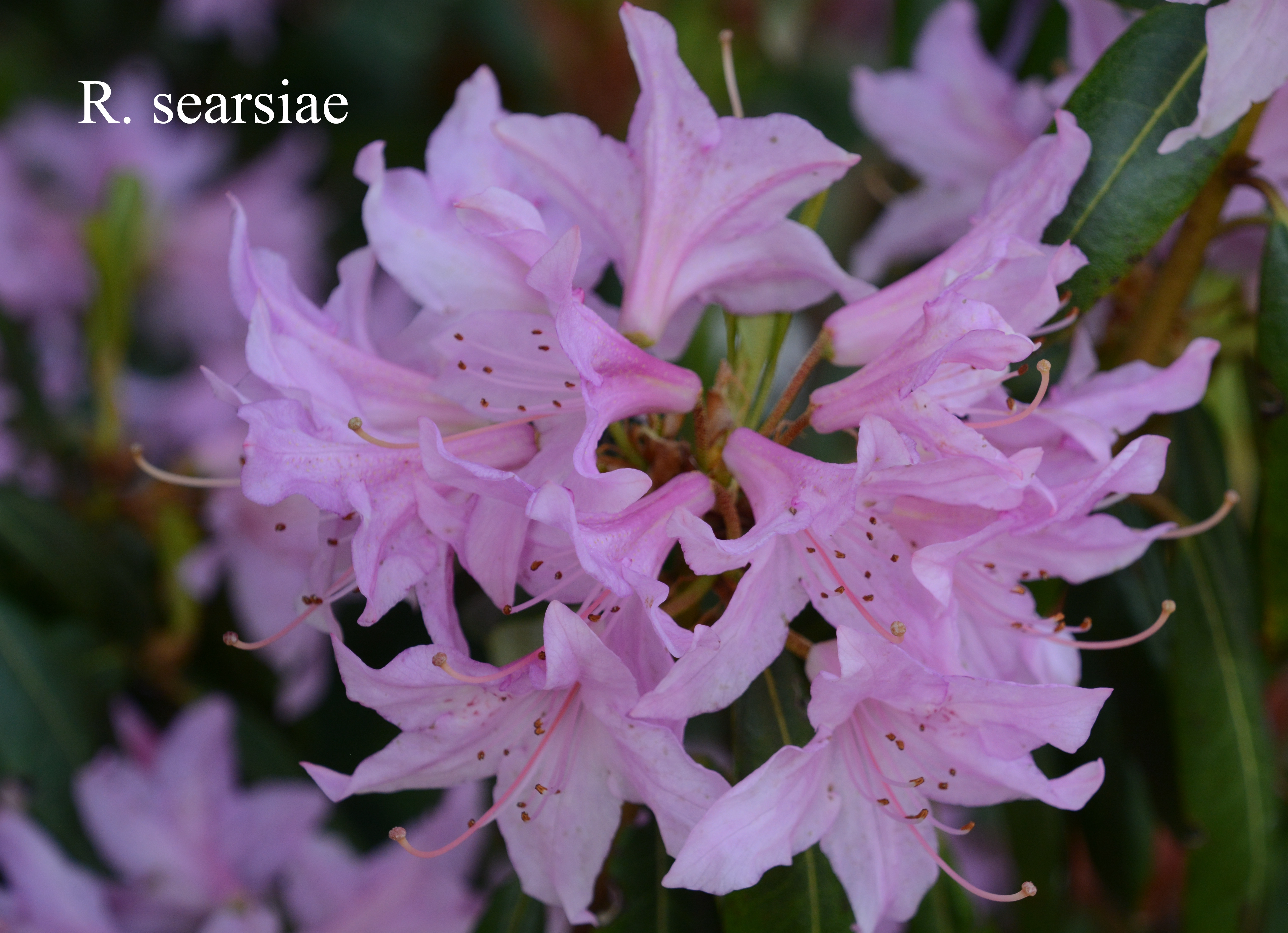 Rhododendron searsiae photo