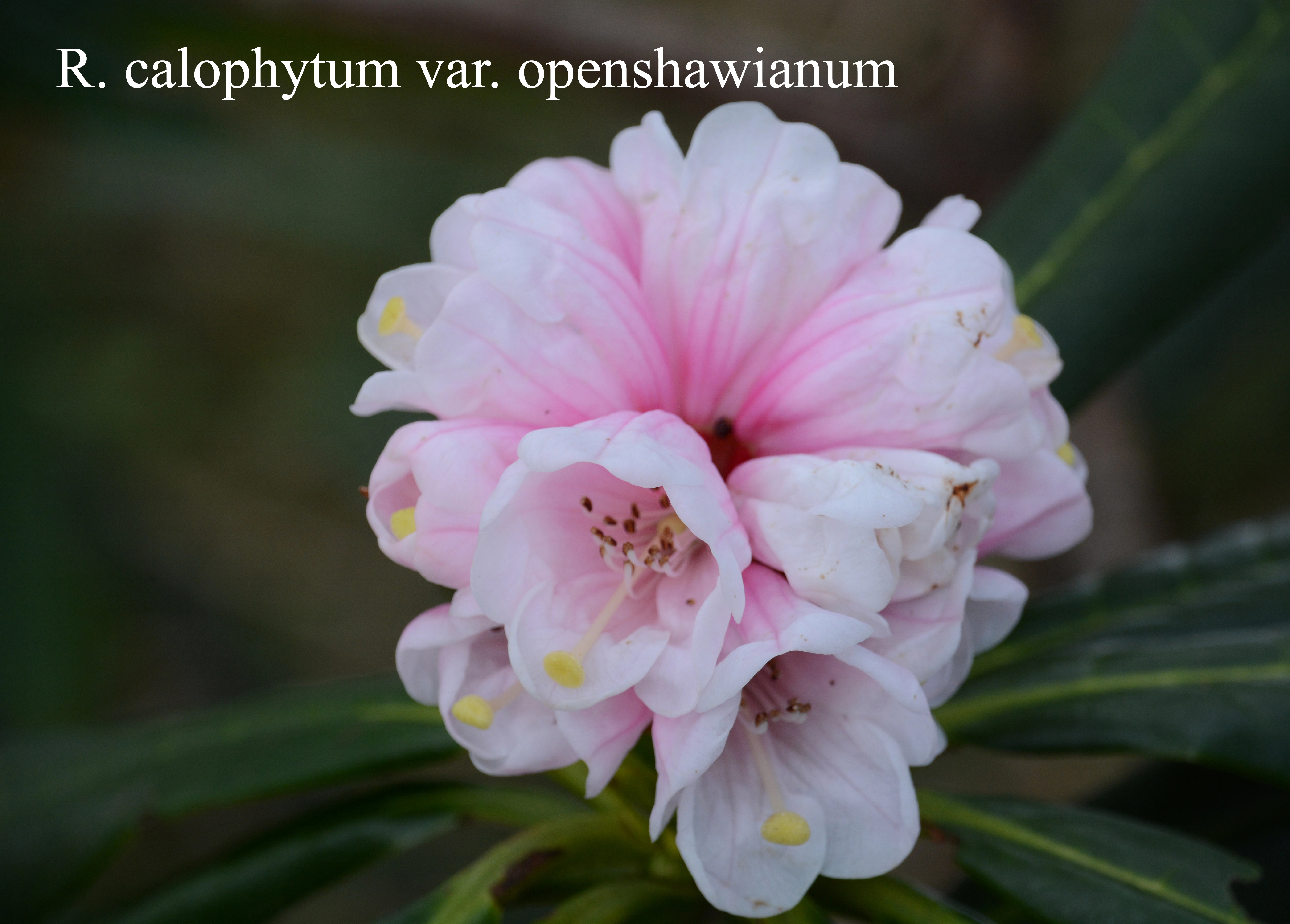 Rhododendron calophytum var openshawianum photo