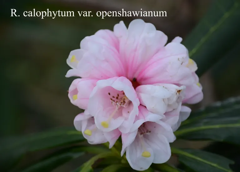 Photo of R. calophytum var openshawianum, Species
