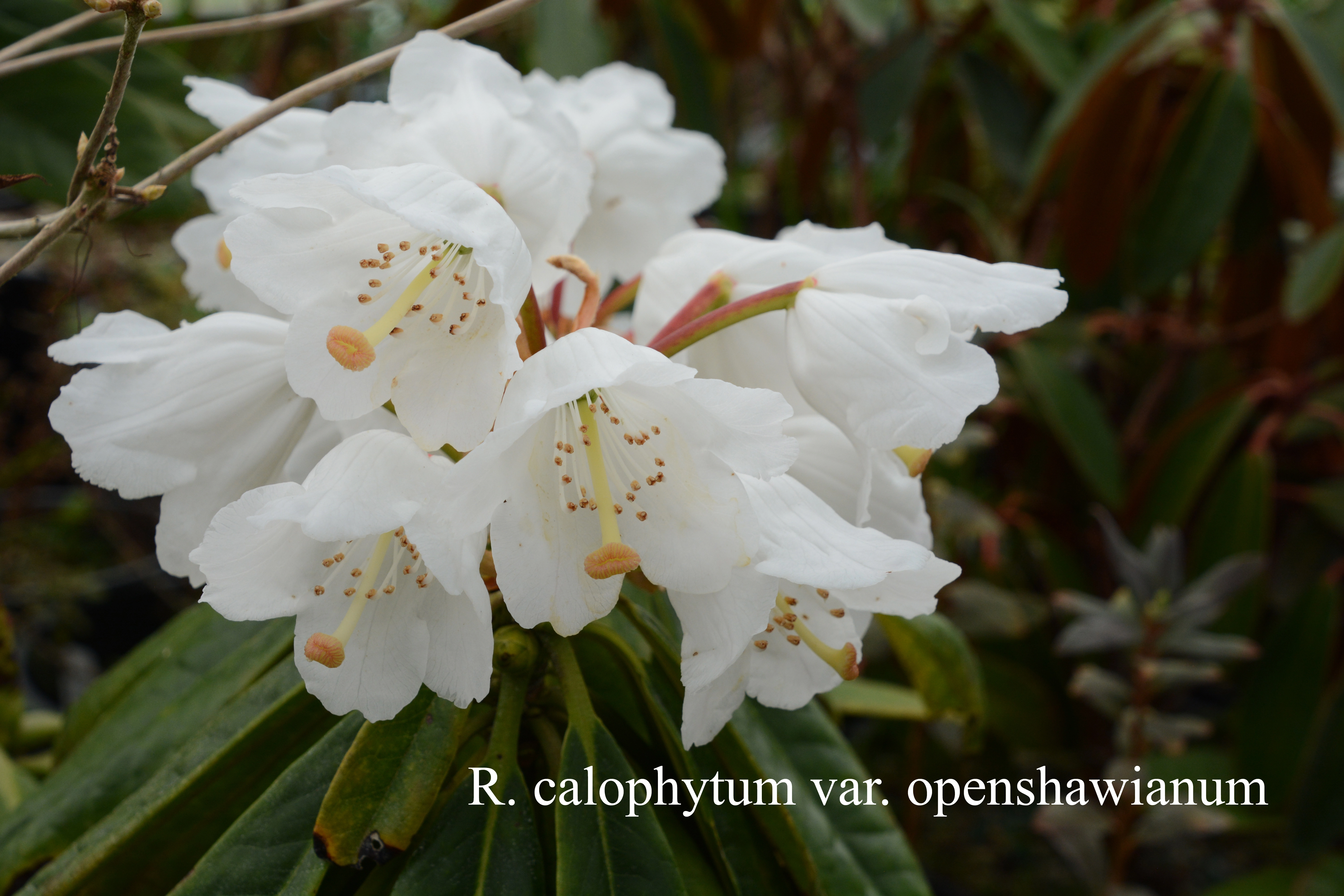 Rhododendron calophytum var openshawianum photo