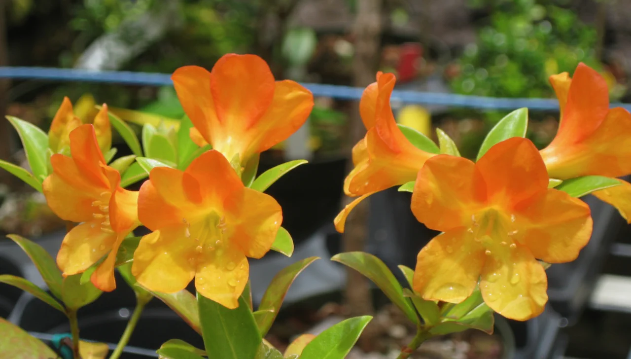 R. acrophilum photo of R. acrophilum. Location: Pahoa, HI. Photo by: Pete Adams