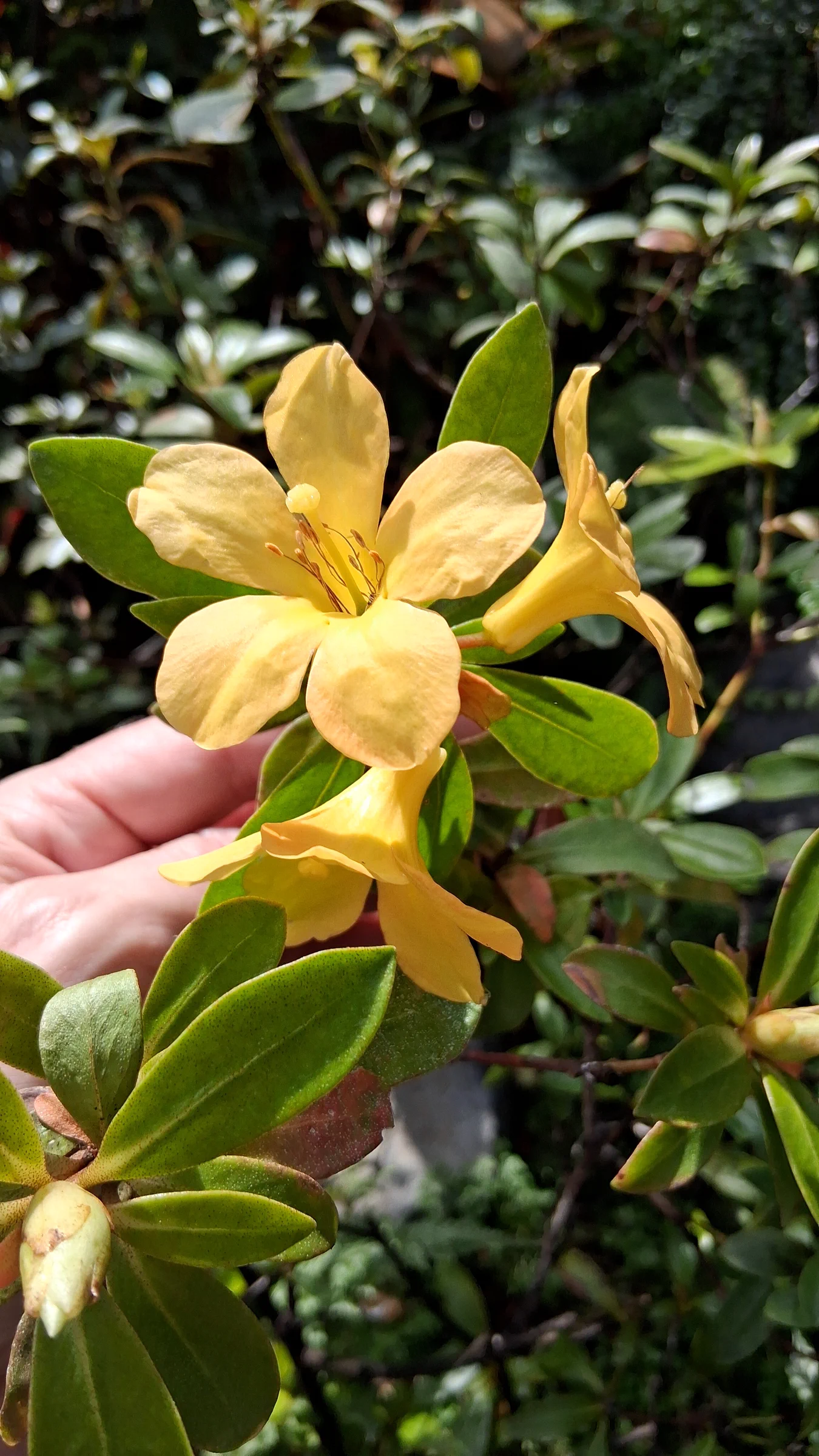 R. acrophilum 2002/018 RSBG photo of R. acrophilum. R. acrophilum 2002/018 RSBG (ARGENT#2768) flower truss.. Location: Rhododendron Species Botanical Garden. Photo by: Thatrhodylady