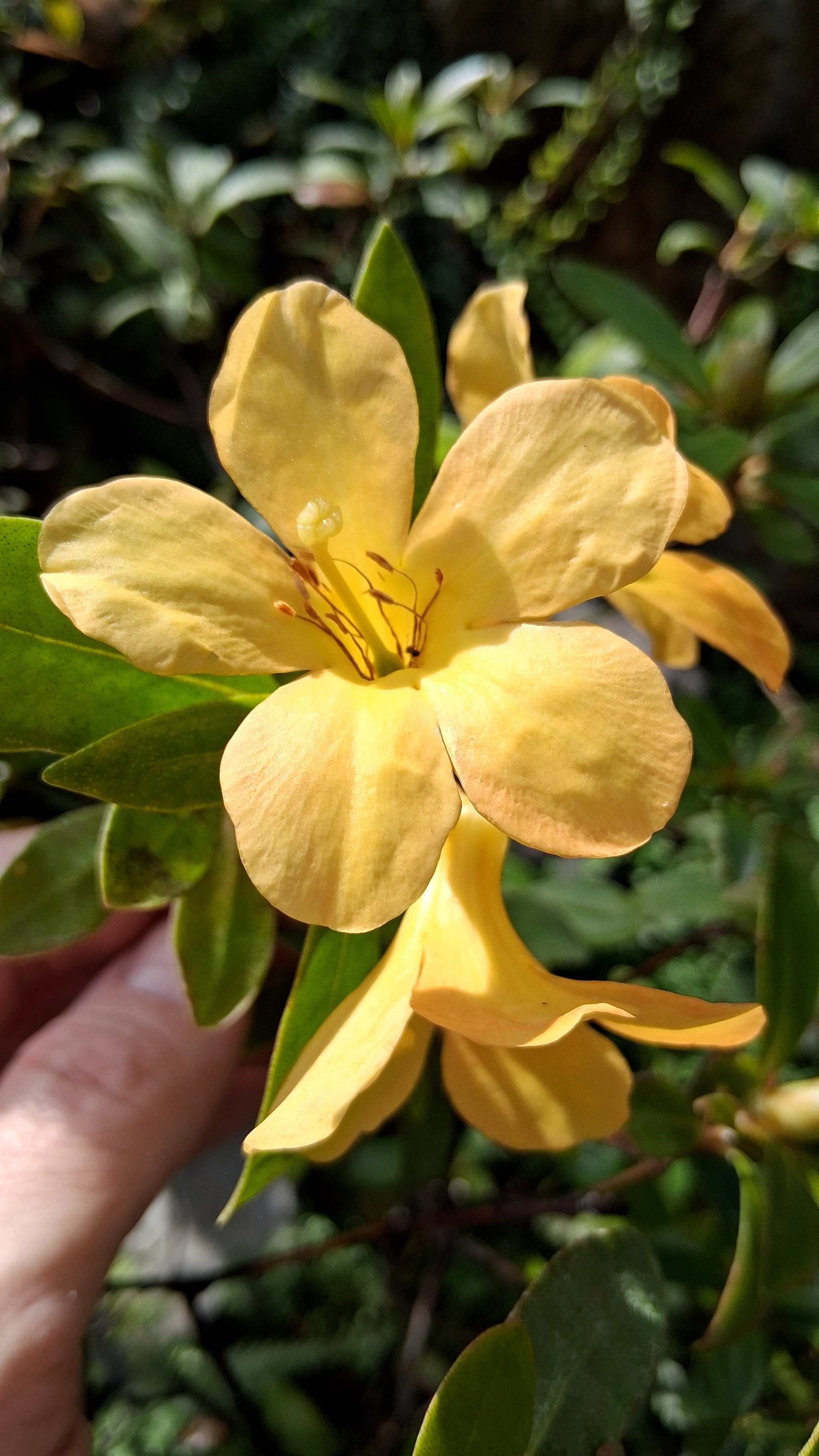 Rhododendron acrophilum photo