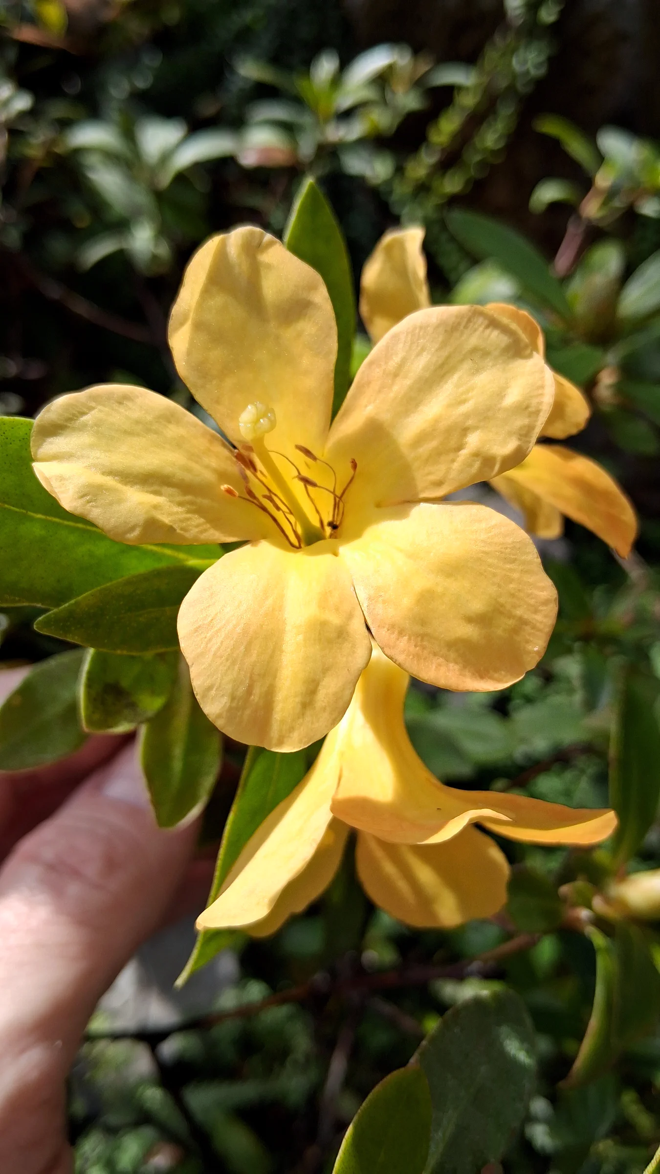 R. acrophilum 2002/018 RSBG photo of R. acrophilum. R. acrophilum 2002/018 RSBG (ARGENT#2768) flower close up.. Location: Rhododendron Species Botanical Garden. Photo by: Thatrhodylady