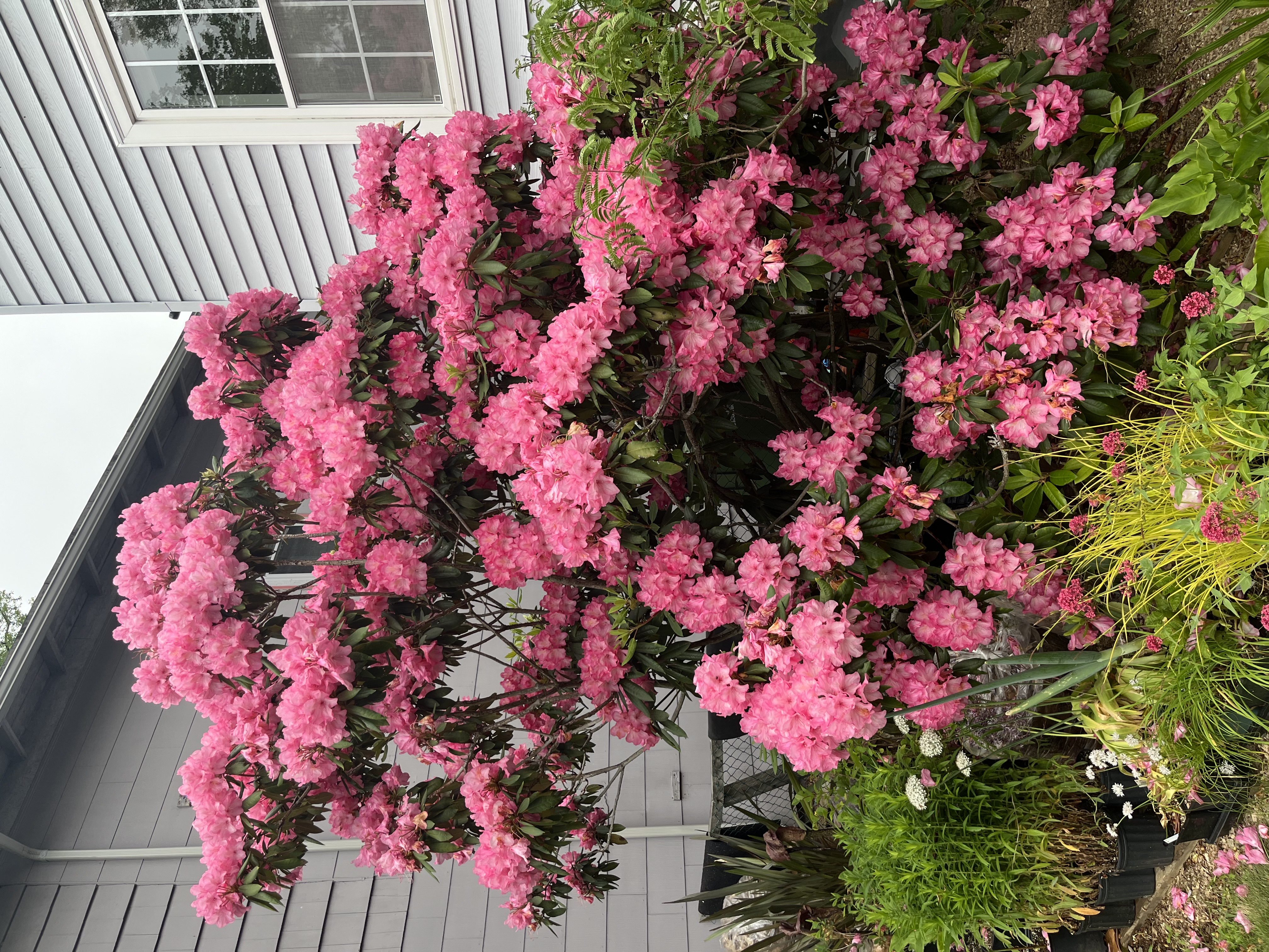 Rhododendron Summer Glow photo