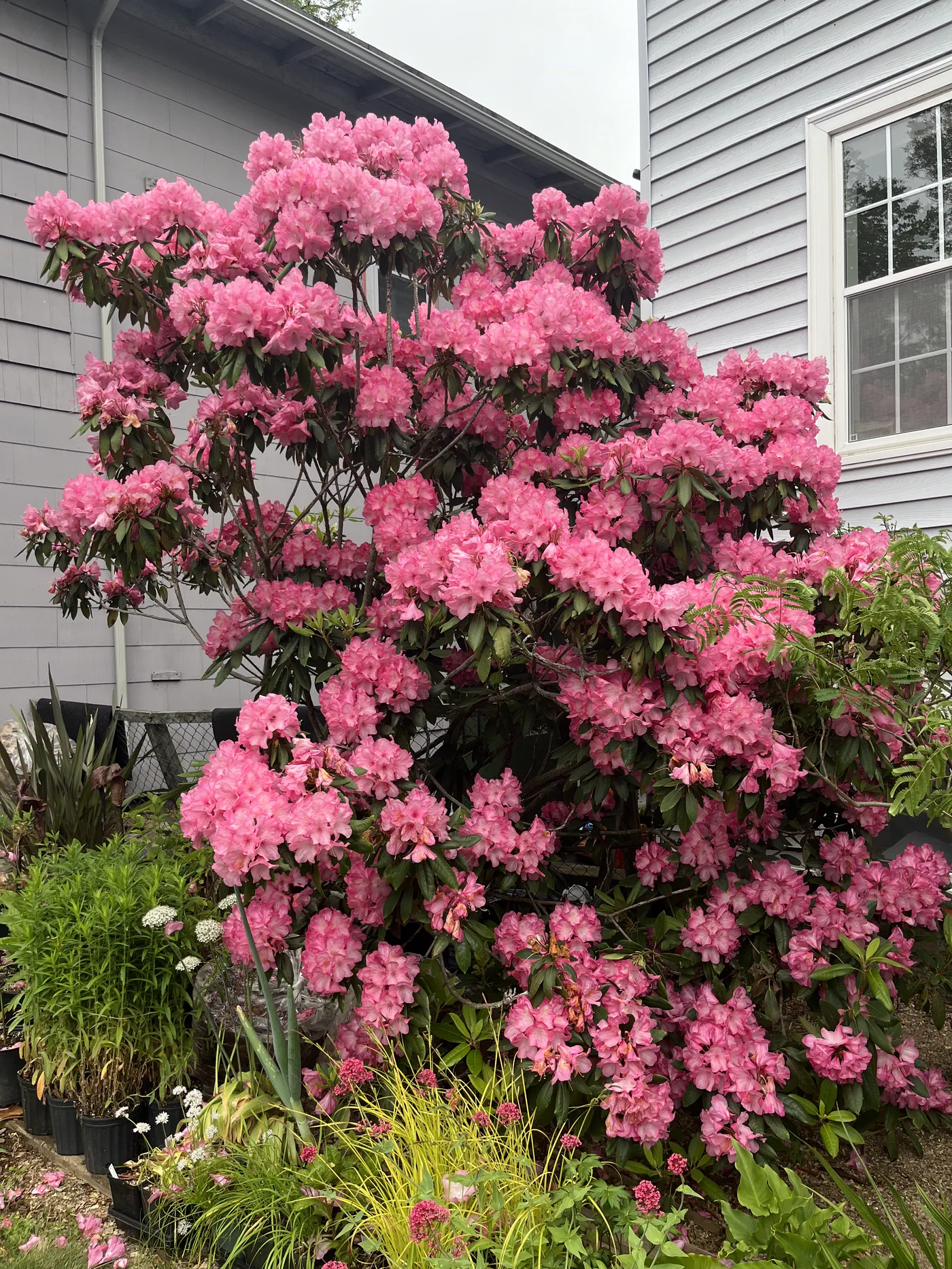 R. 'Summer Glow' photo of R. 'Summer Glow'. Overall habit in bloom. Location: Halifax, Nova Scotia. Photo by: John Weagle