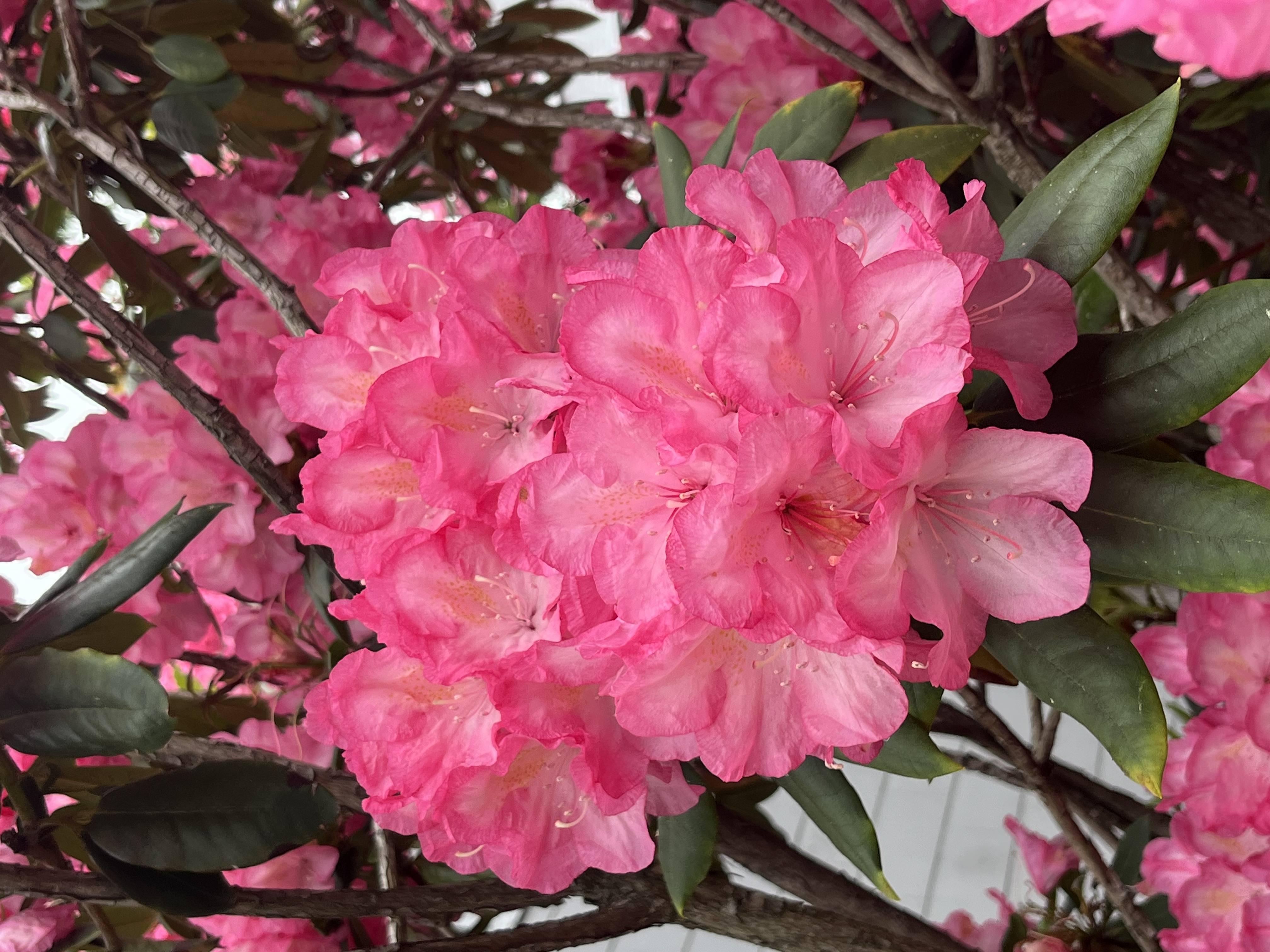 Rhododendron Summer Glow photo
