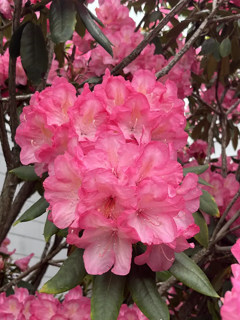 Photo of R. 'Summer Glow', Rhododendron Hybrid