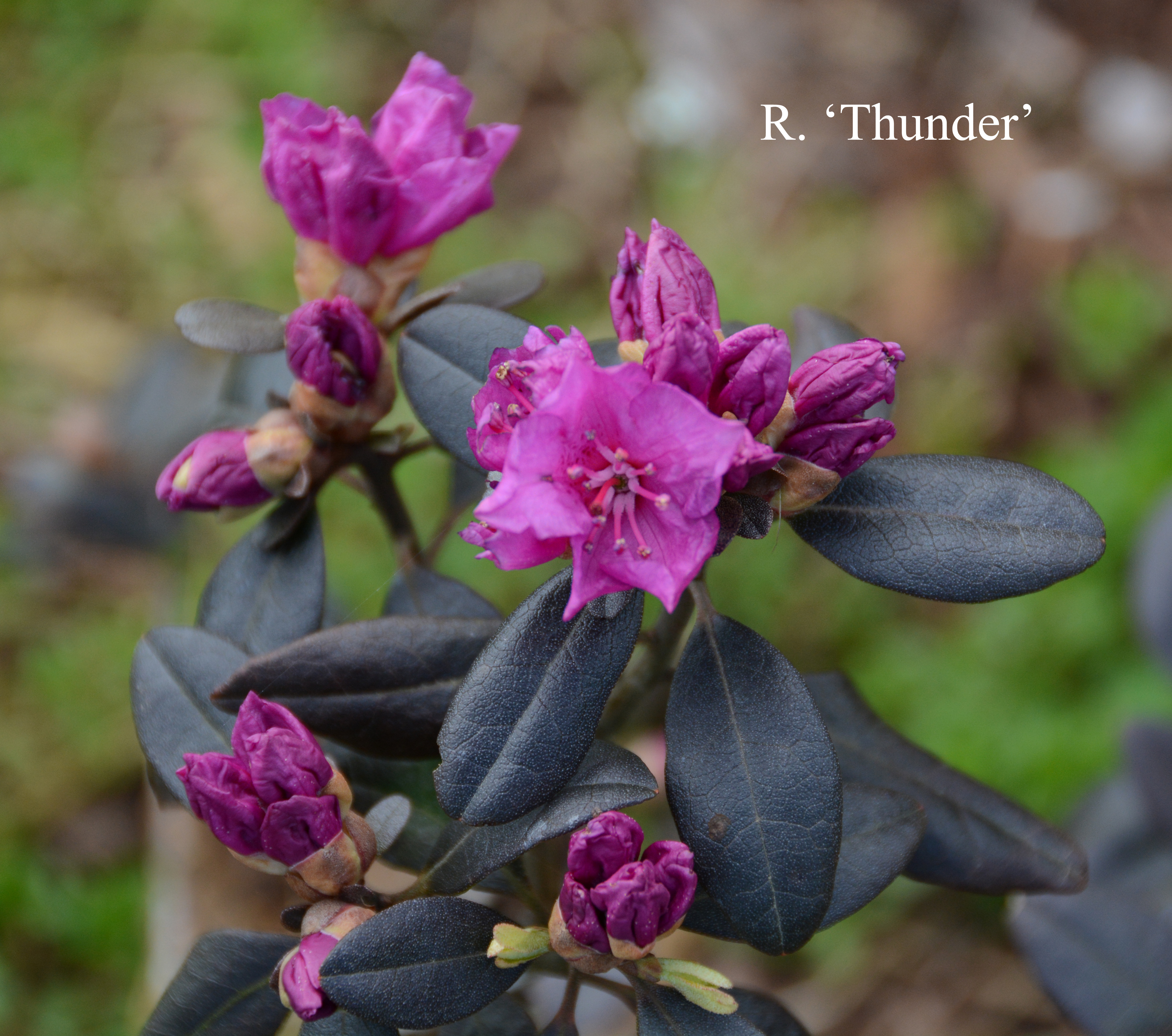 Rhododendron Thunder photo