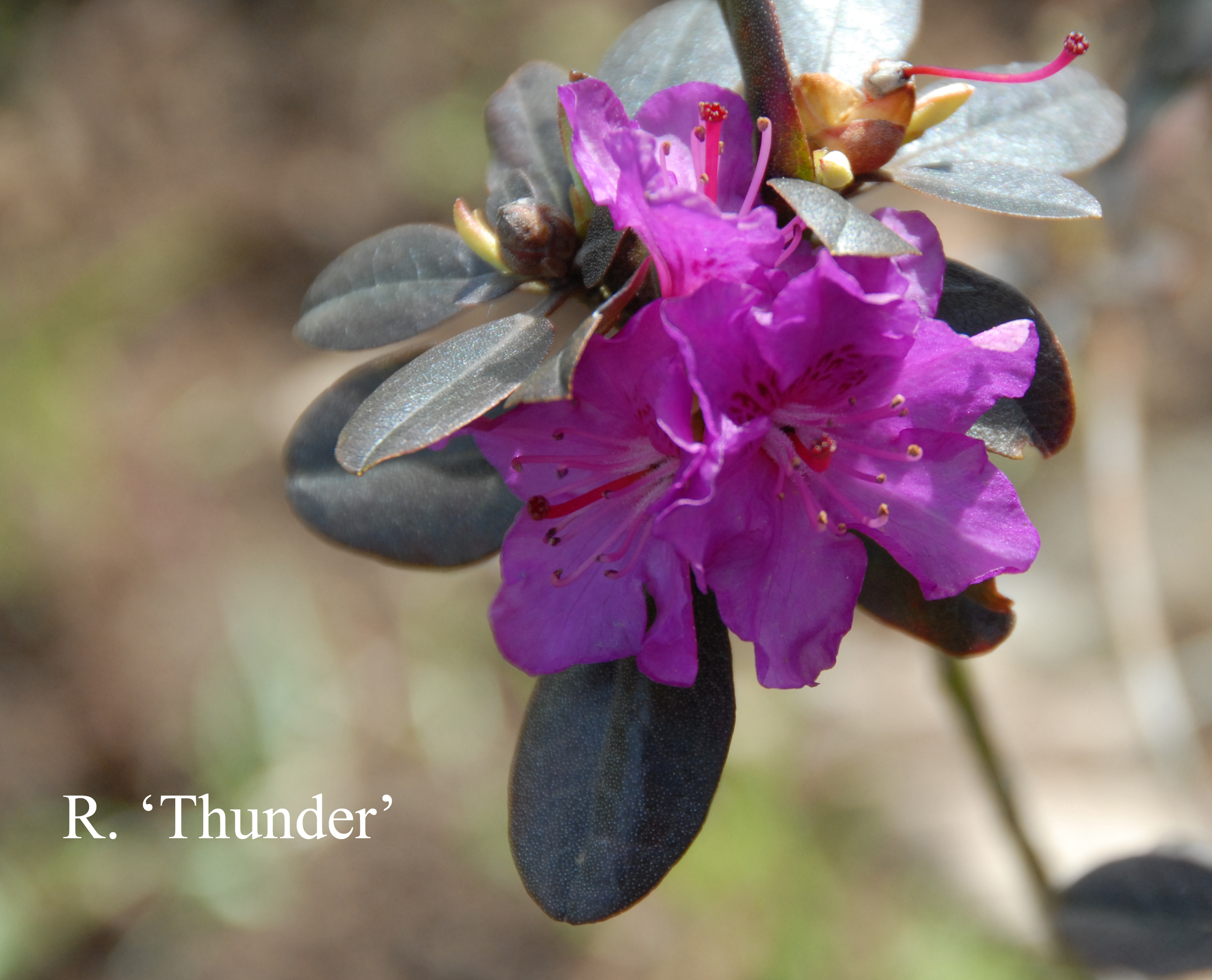 Rhododendron Thunder photo