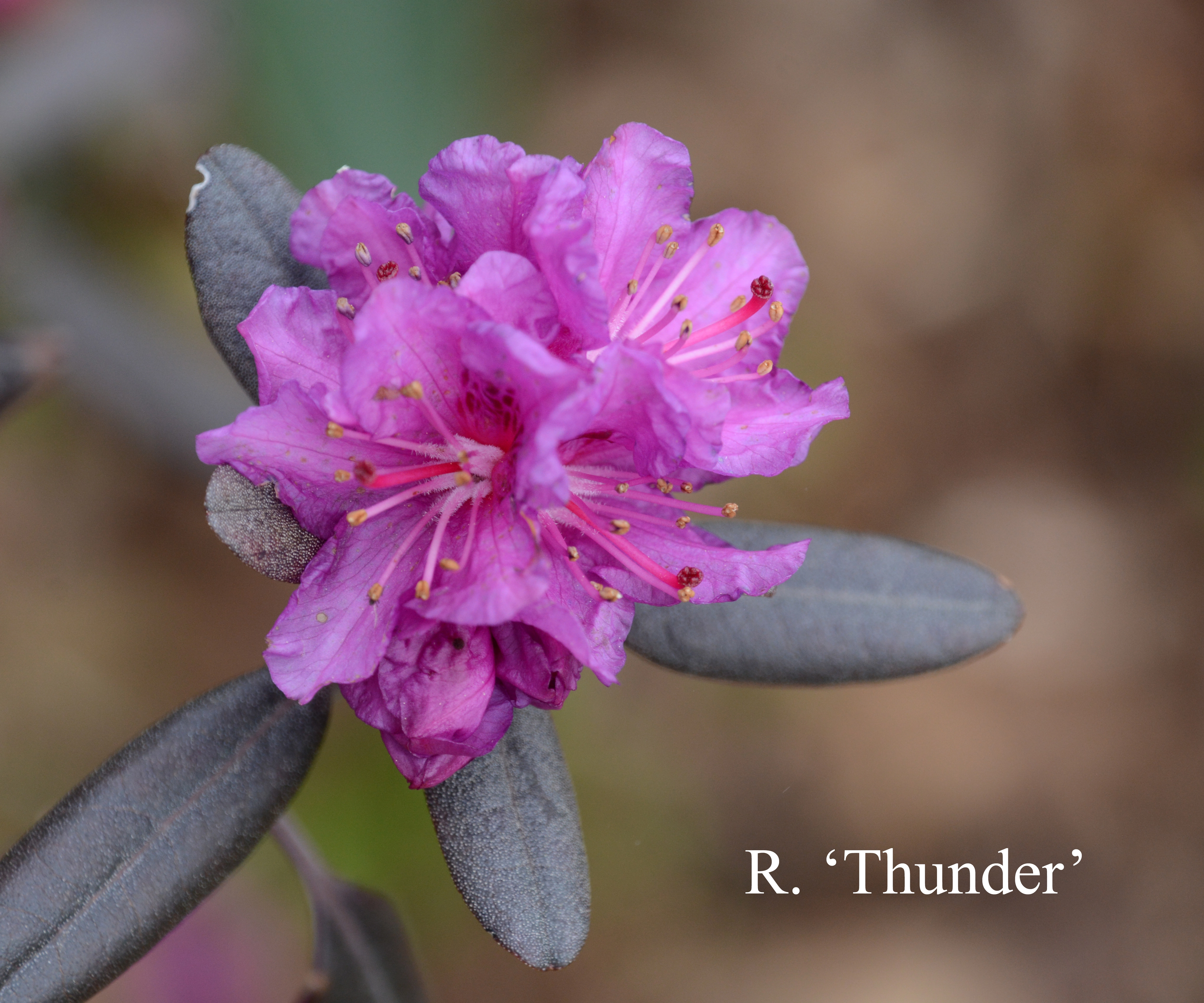 Rhododendron Thunder photo