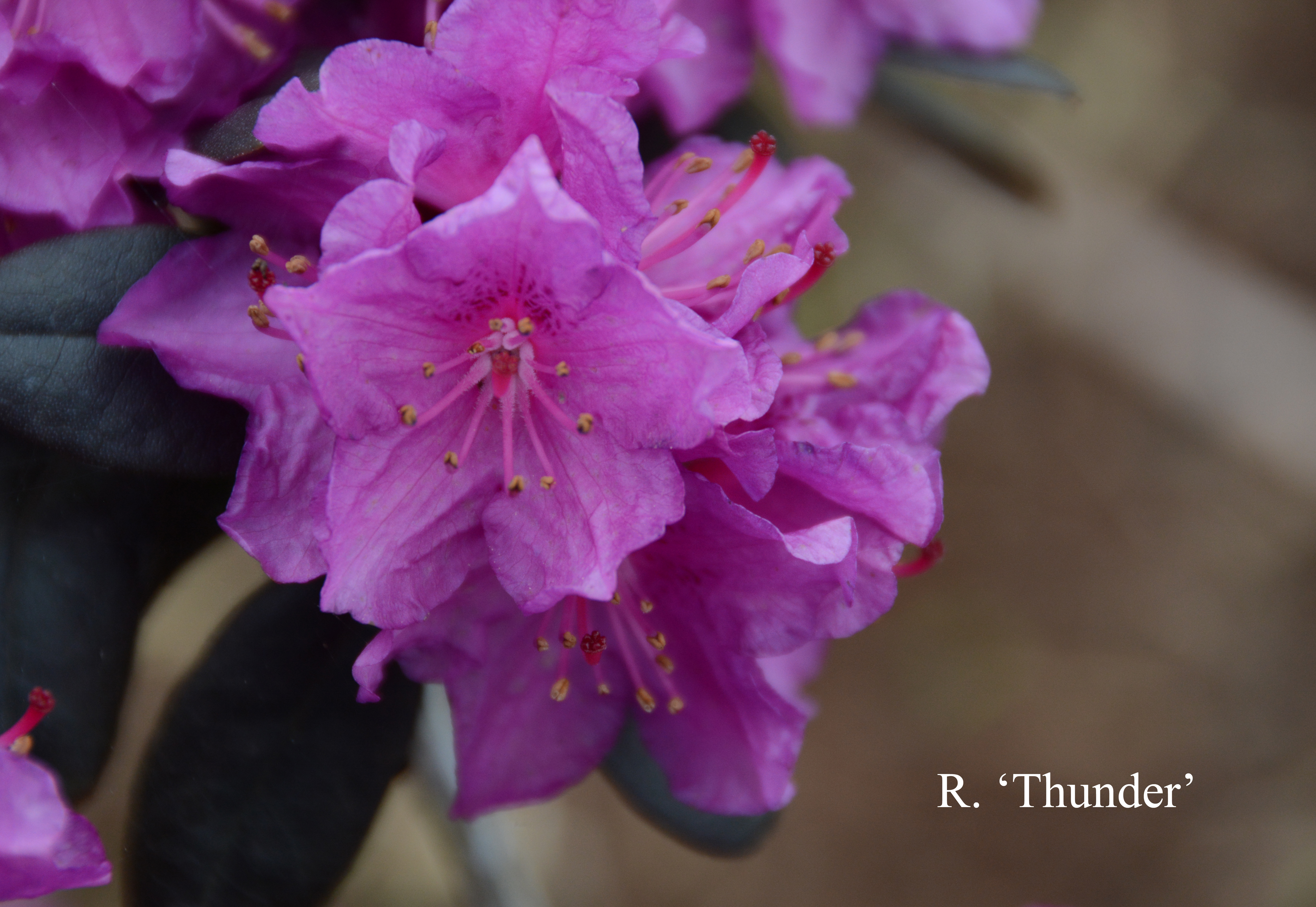 Rhododendron Thunder photo