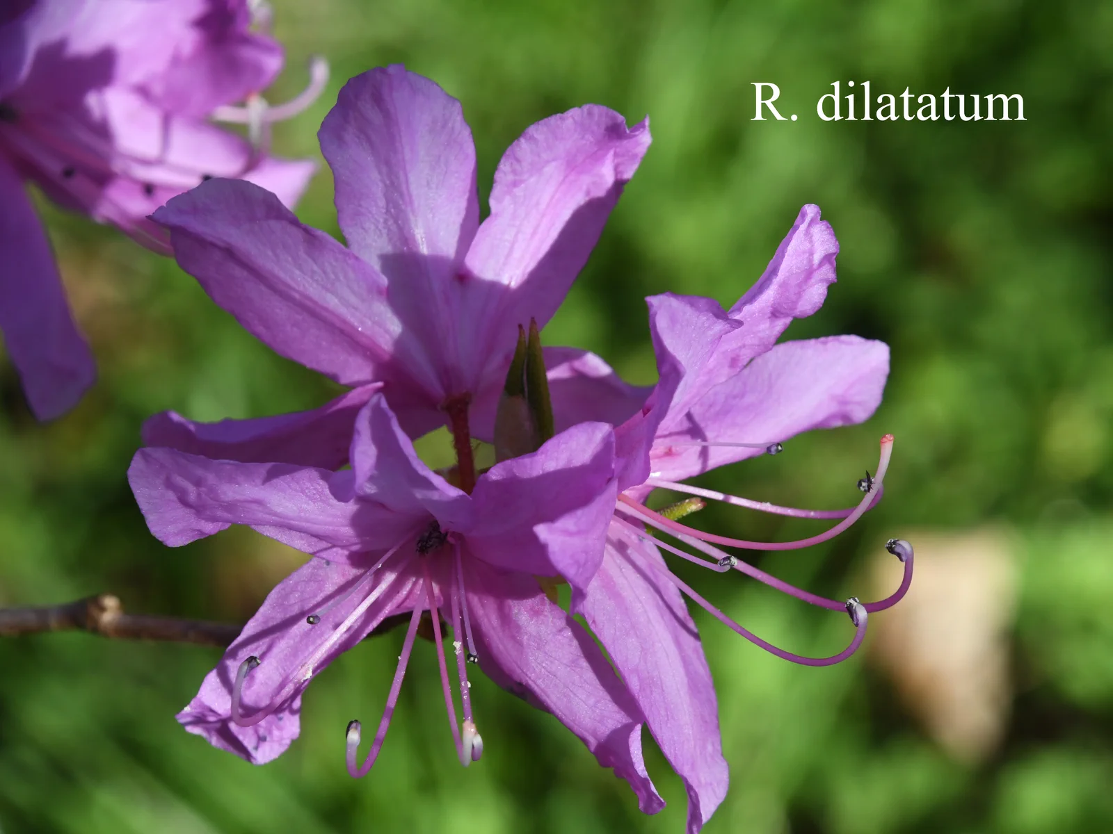 R. dilatatum photo of R. dilatatum. Location: Fearing's Farm Nursery, Abbotsford, BC, Canada. Photo by: Harold Fearing