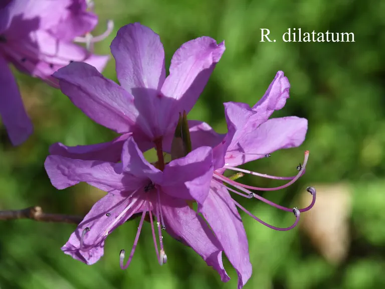 Photo of R. dilatatum, Species