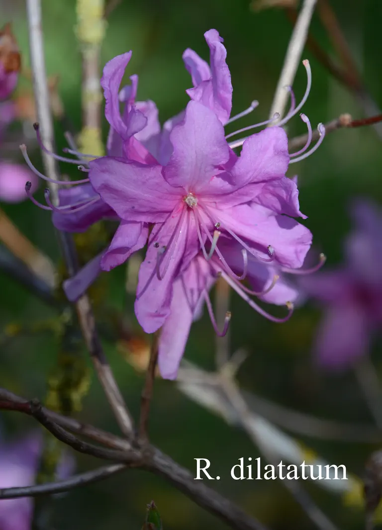 Photo of R. dilatatum, Species