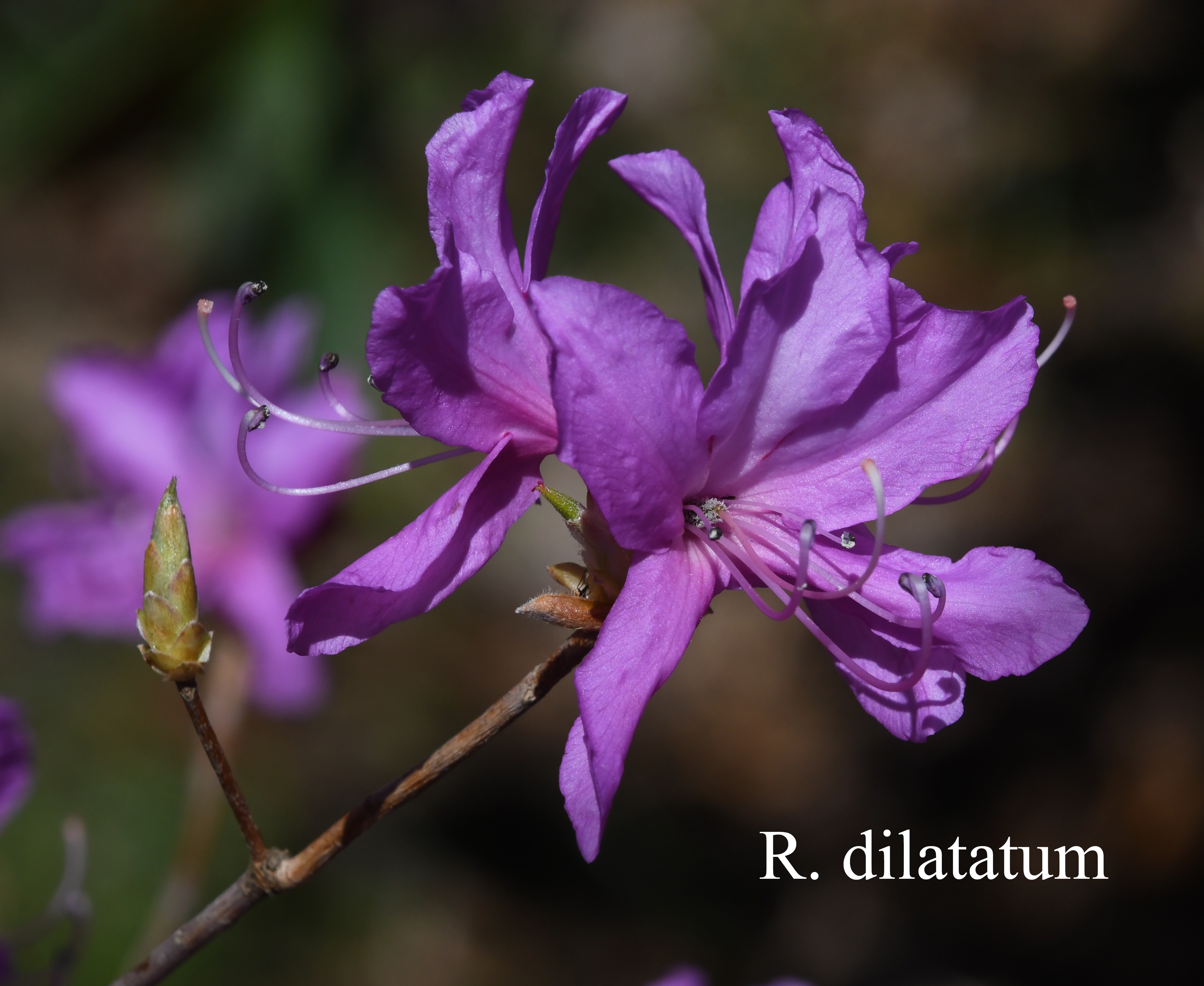 Rhododendron dilatatum photo