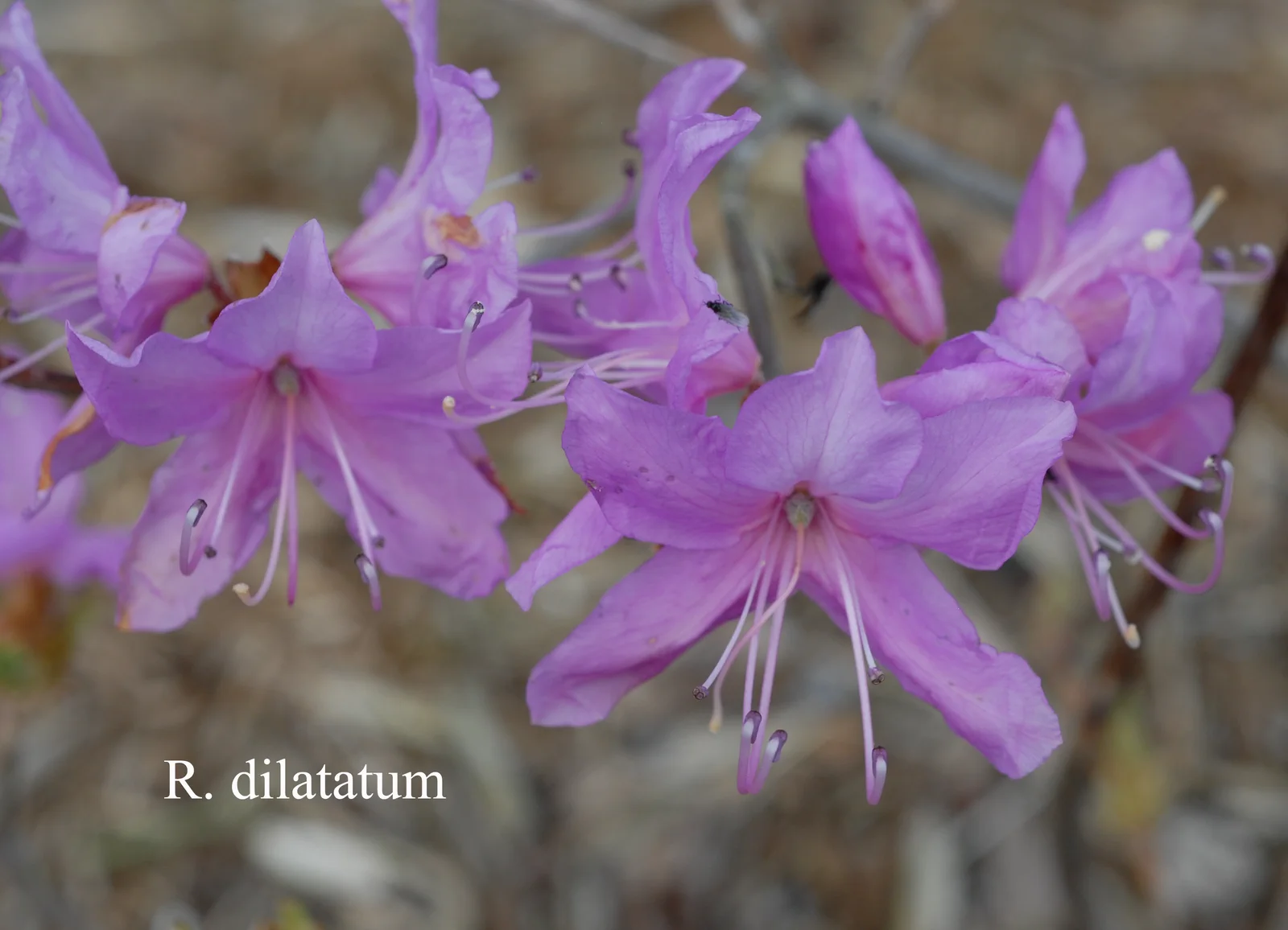 R. dilatatum photo of R. dilatatum. Location: Fearing's Farm Nursery, Abbotsford, BC, Canada. Photo by: Harold Fearing