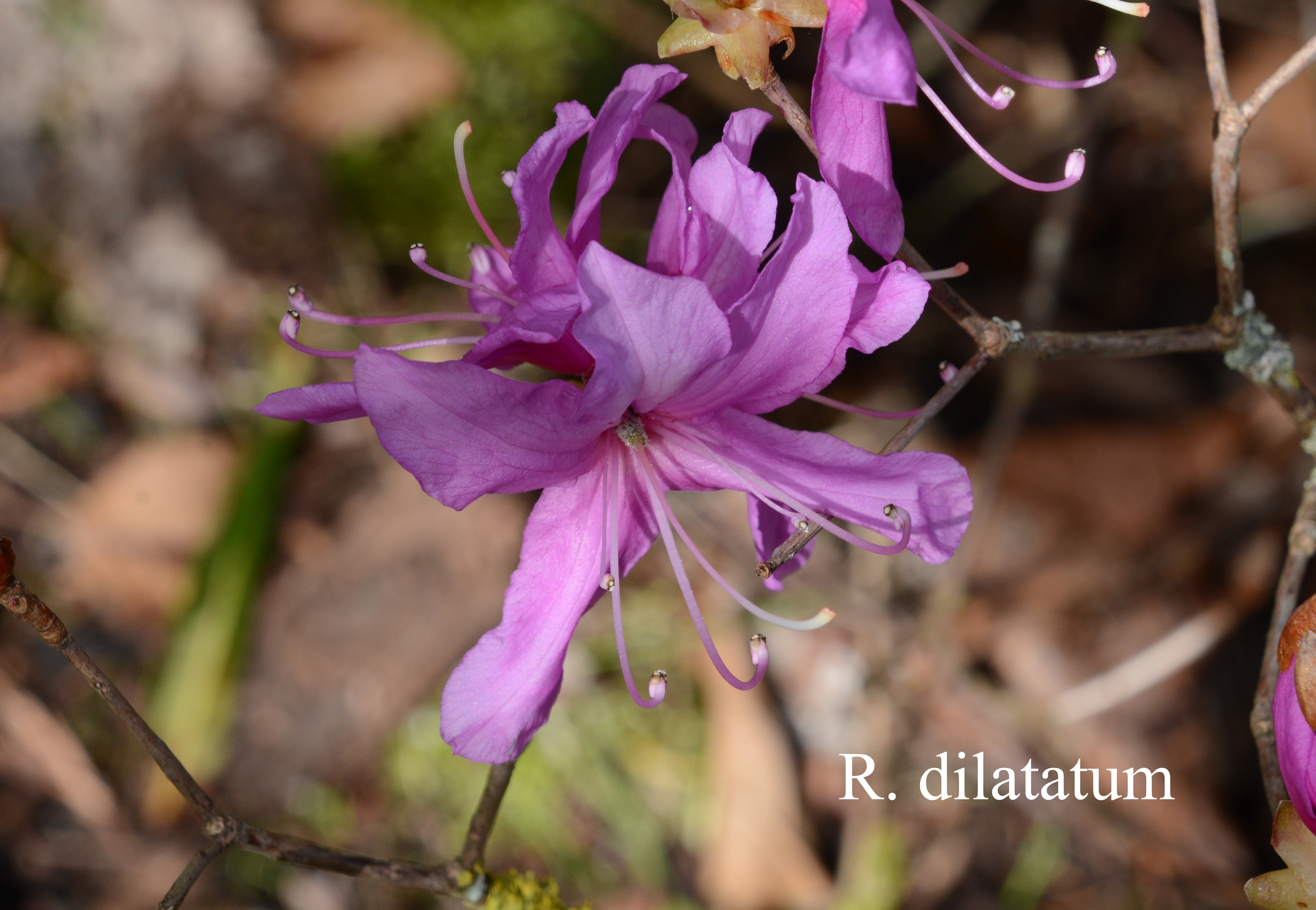 Rhododendron dilatatum photo
