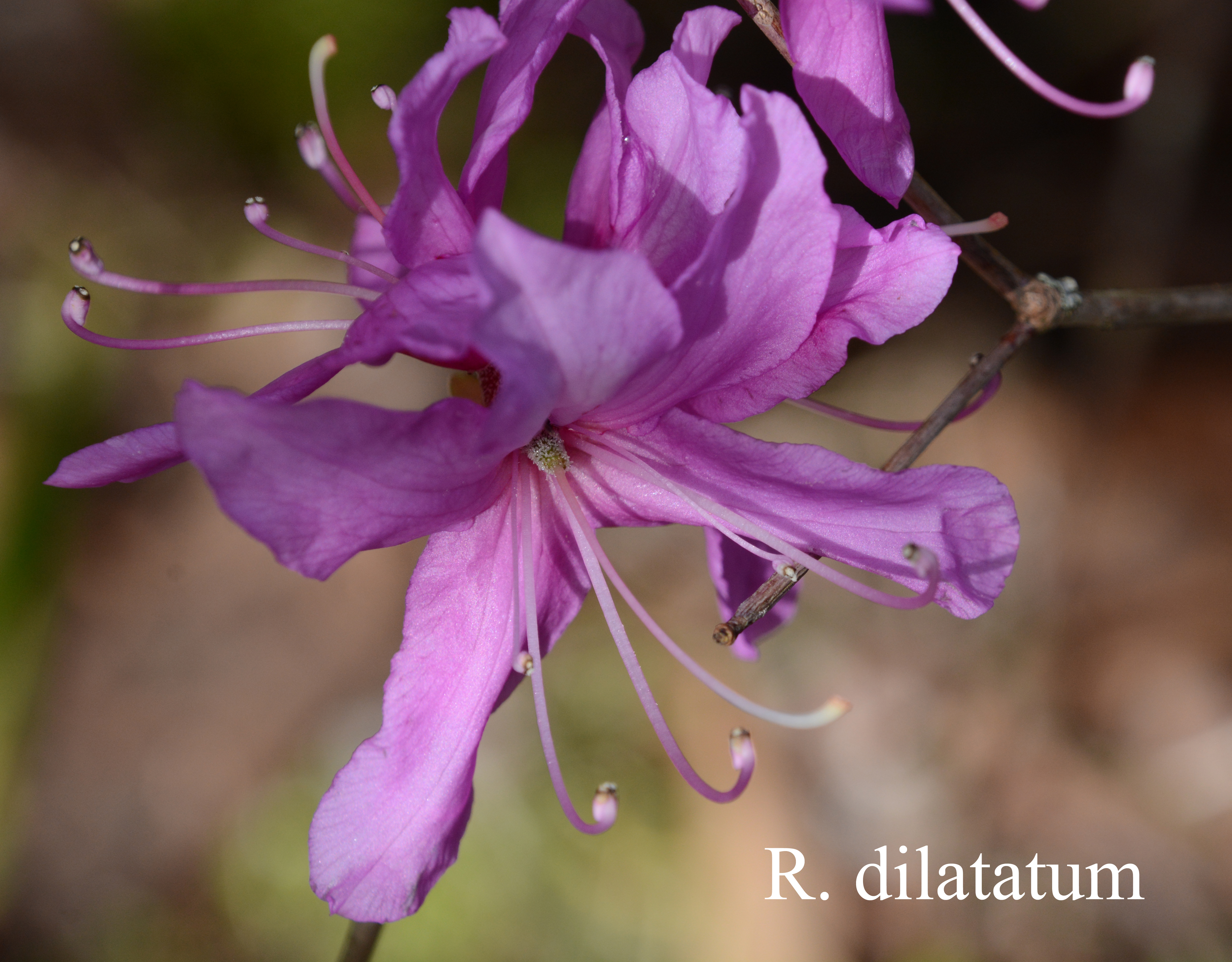 Rhododendron dilatatum photo